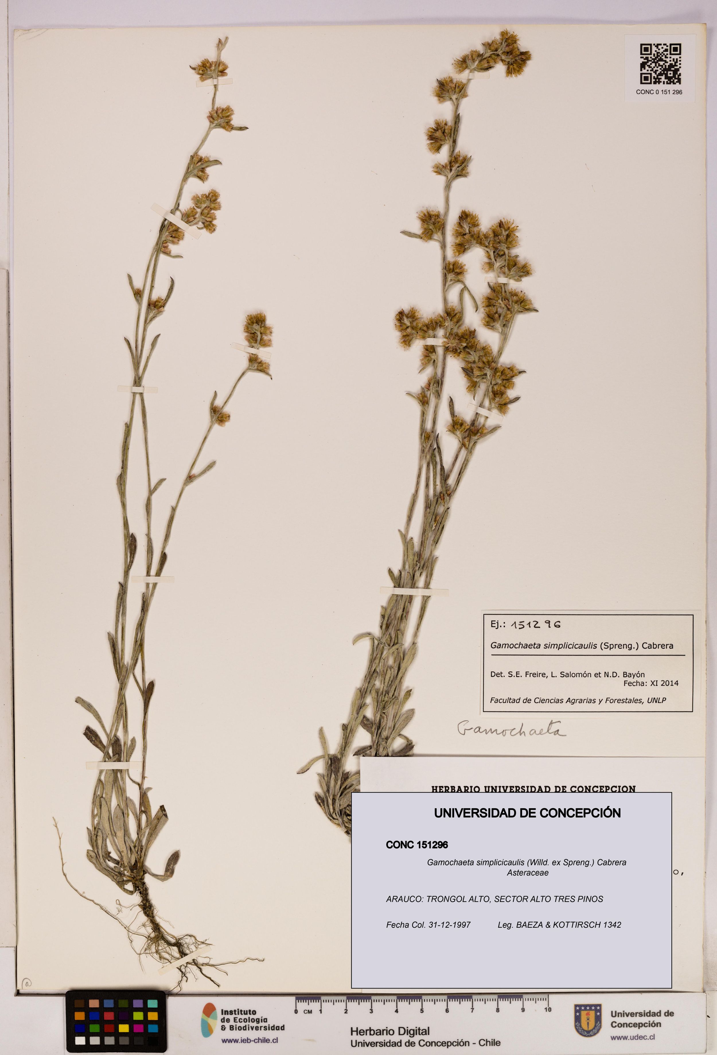 Gamochaeta simplicicaulis [Espécimen: ]