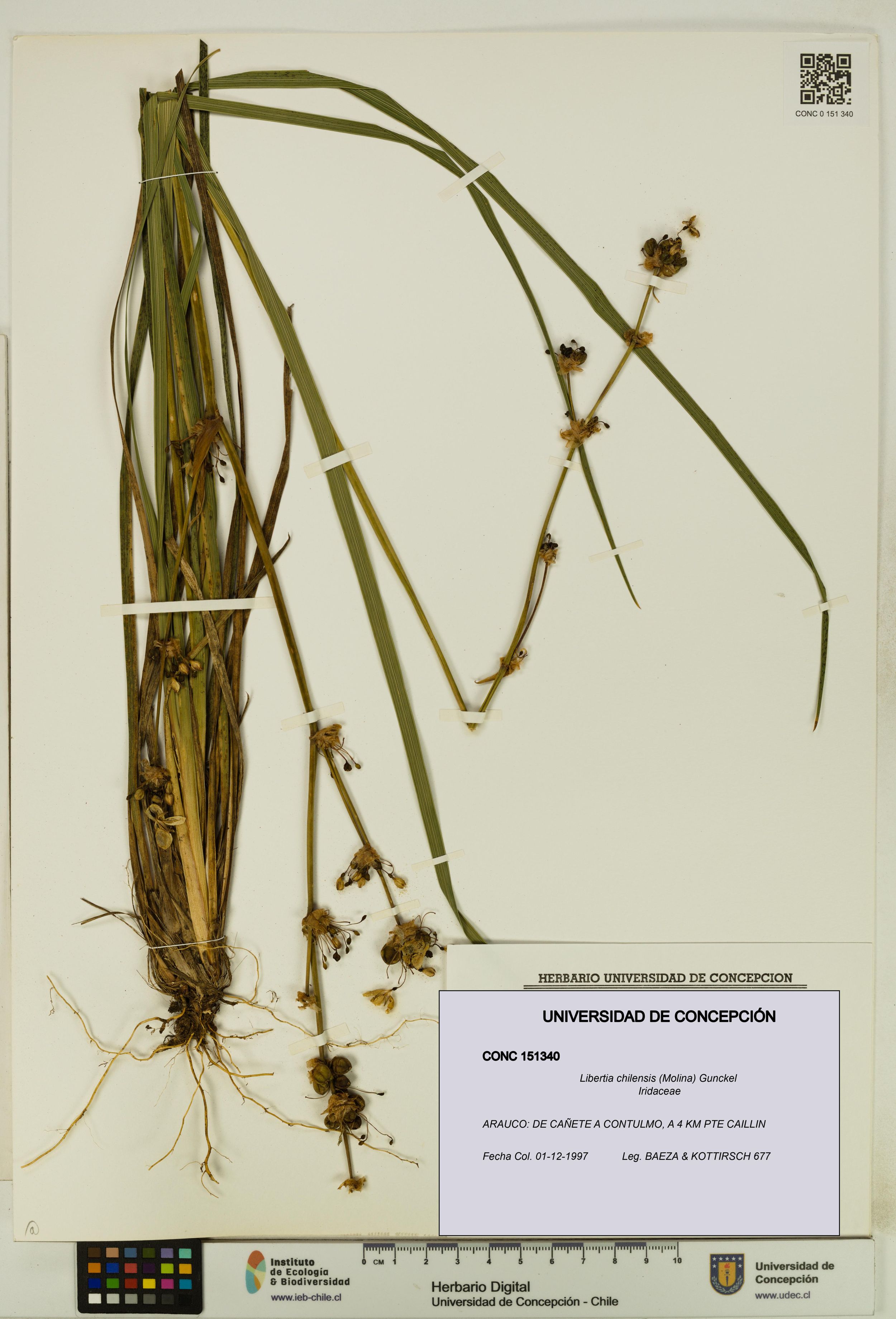 Libertia chilensis [Espécimen: ]