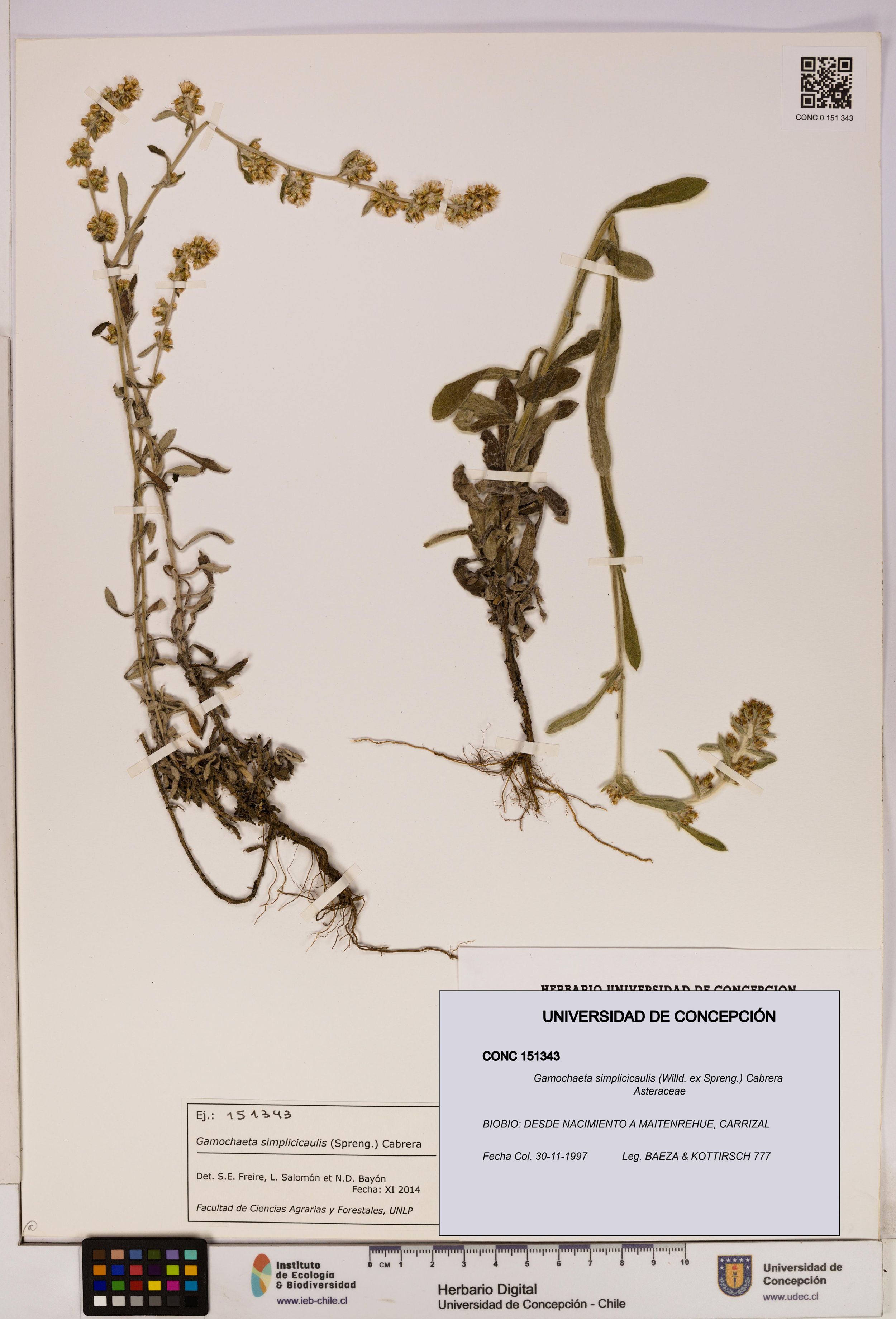 Gamochaeta simplicicaulis [Espécimen: ]