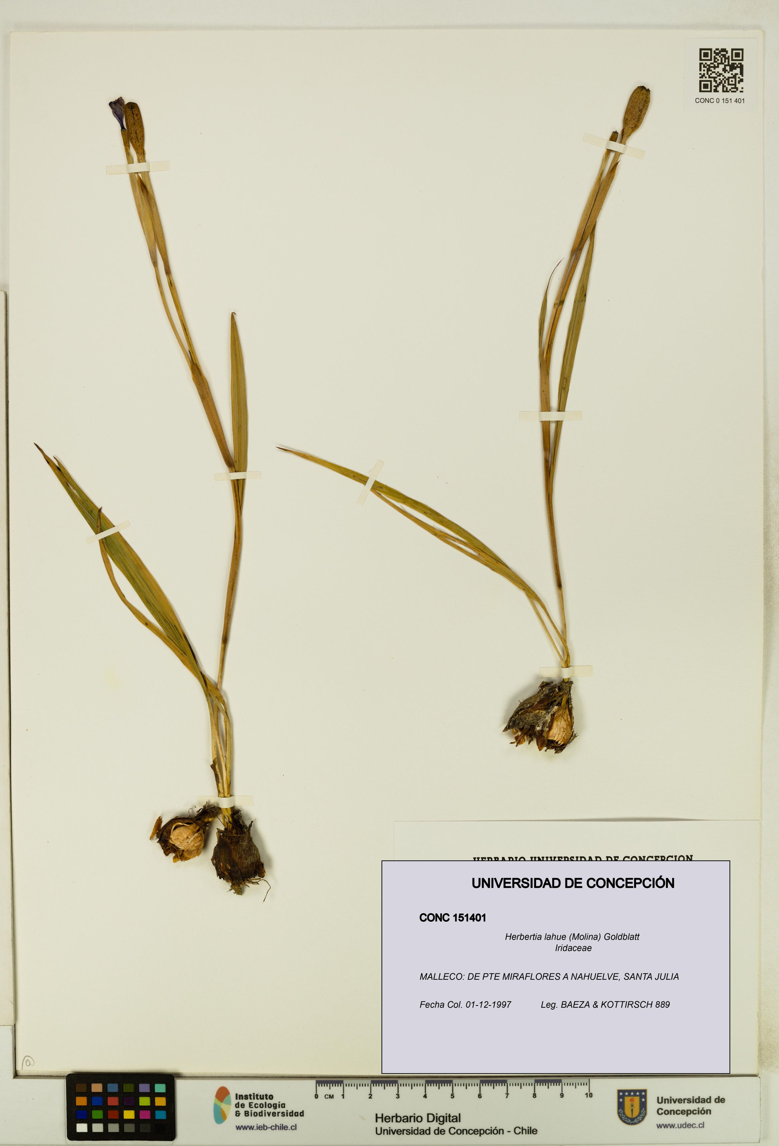 Herbertia lahue [Espécimen: ]