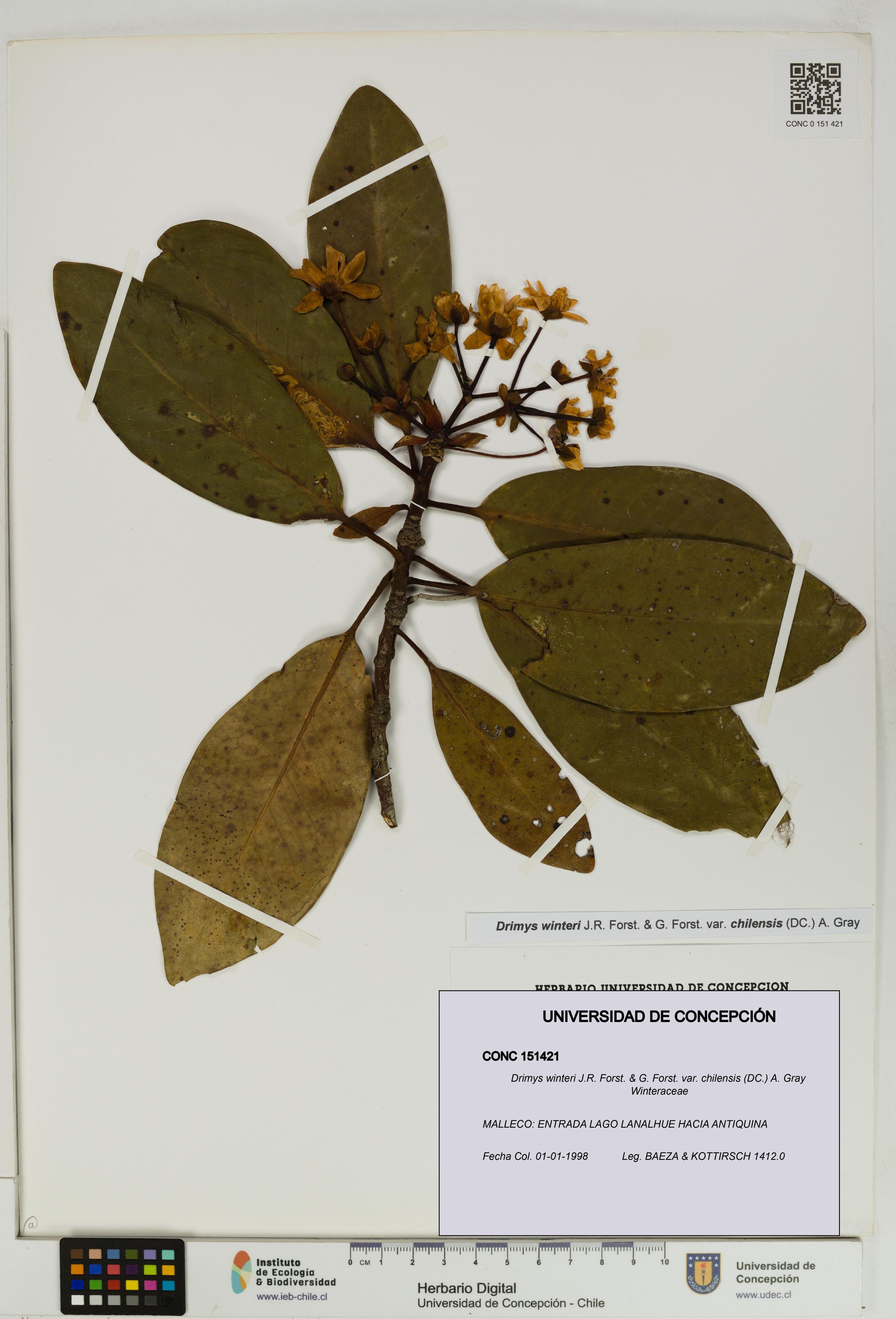 Drimys winteri var. chilensis [Espécimen: ]