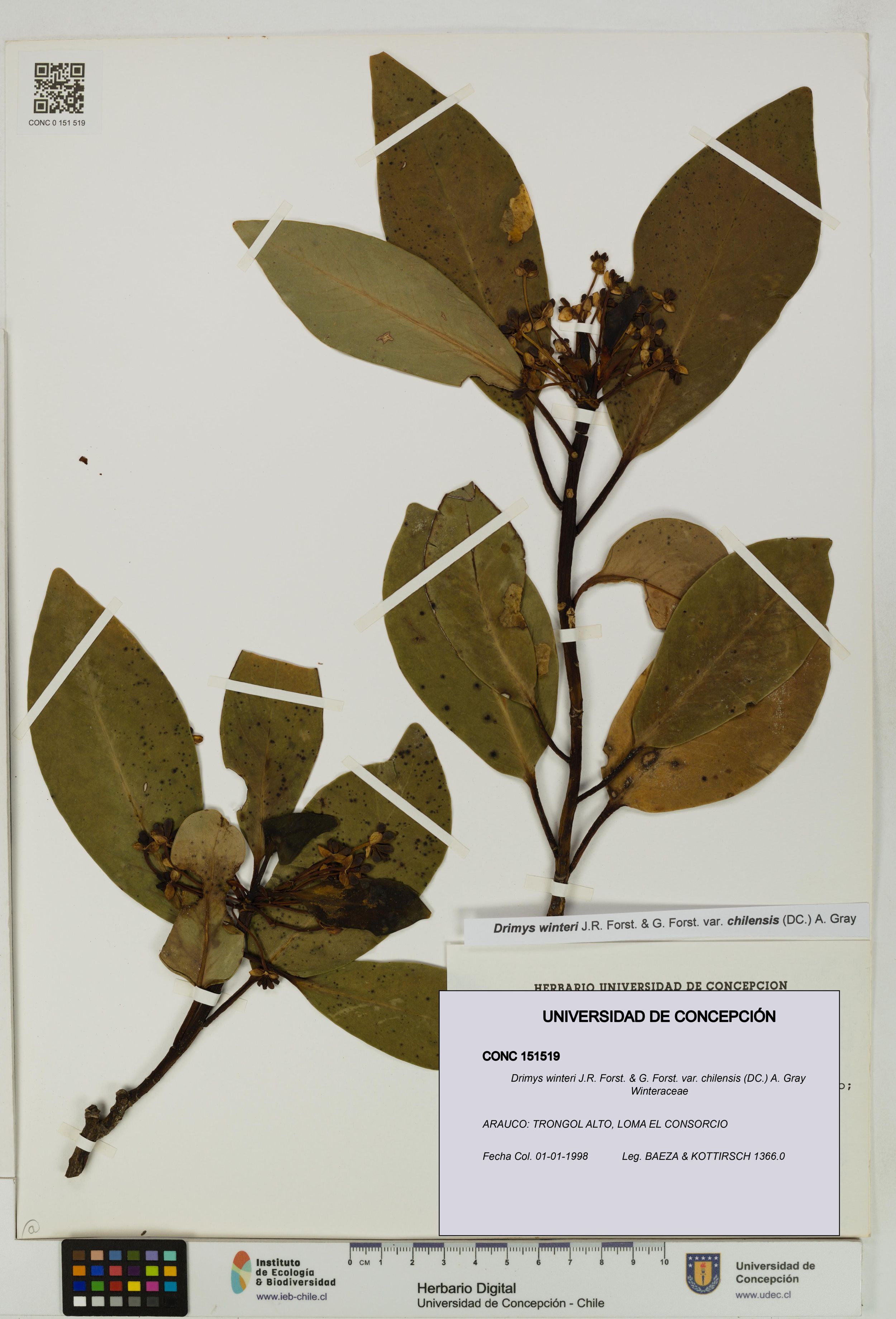 Drimys winteri var. chilensis [Espécimen: ]