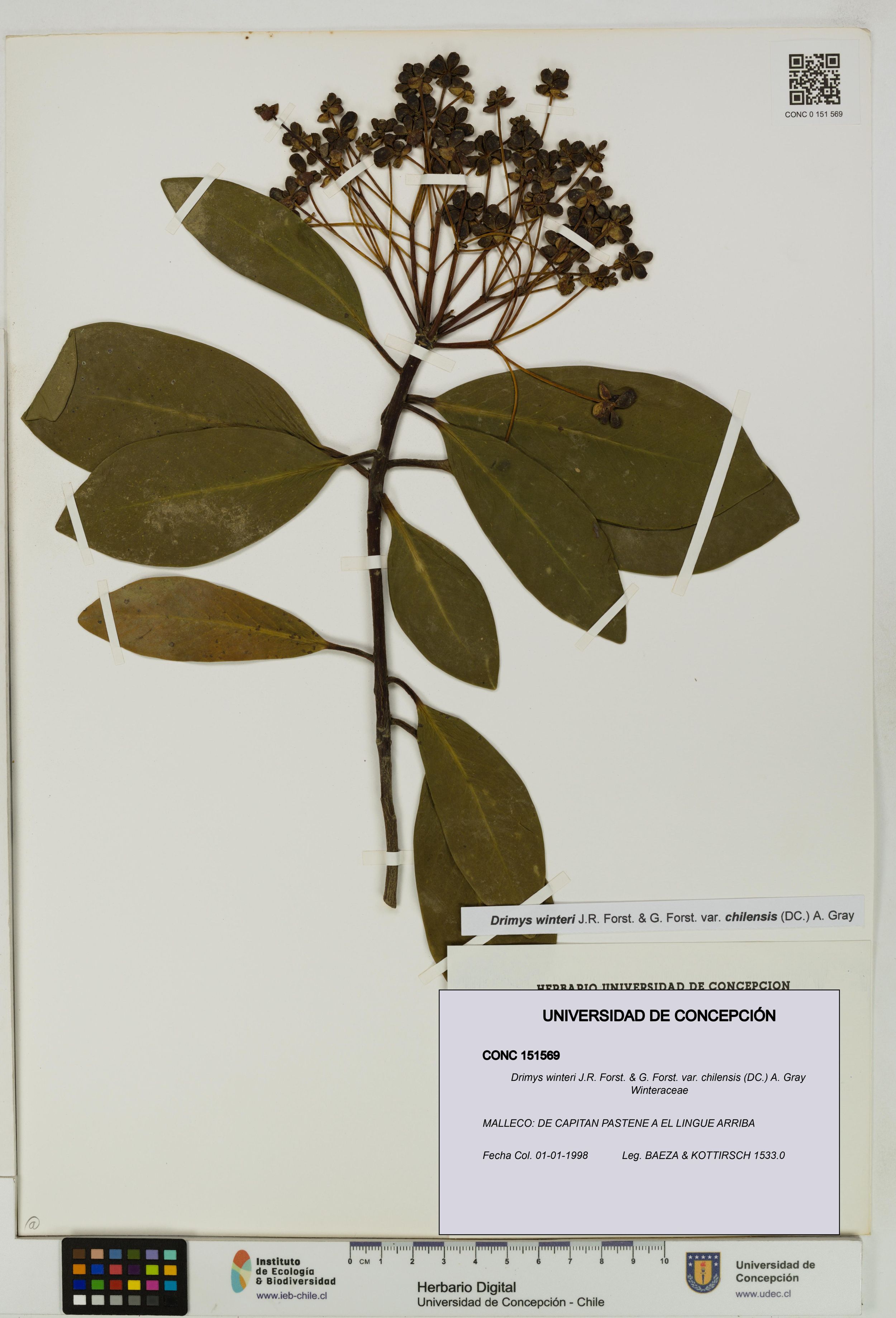 Drimys winteri var. chilensis [Espécimen: ]