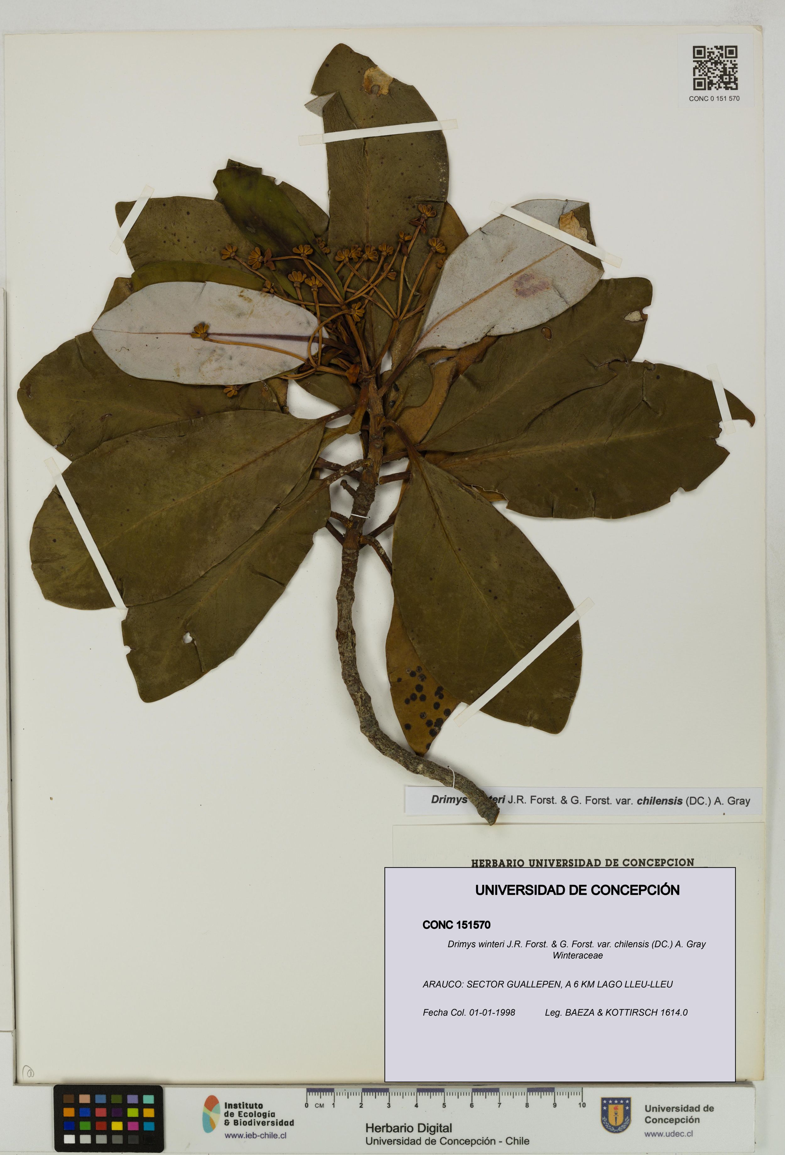 Drimys winteri var. chilensis [Espécimen: ]