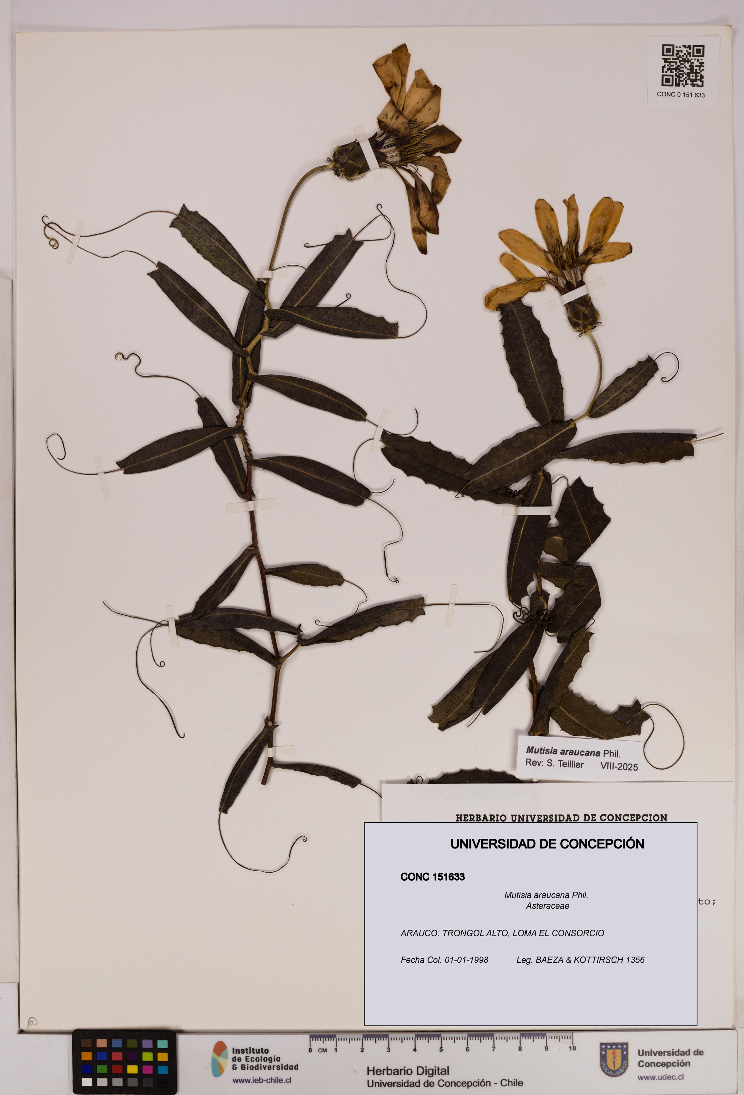 Mutisia araucana [Espécimen: ]
