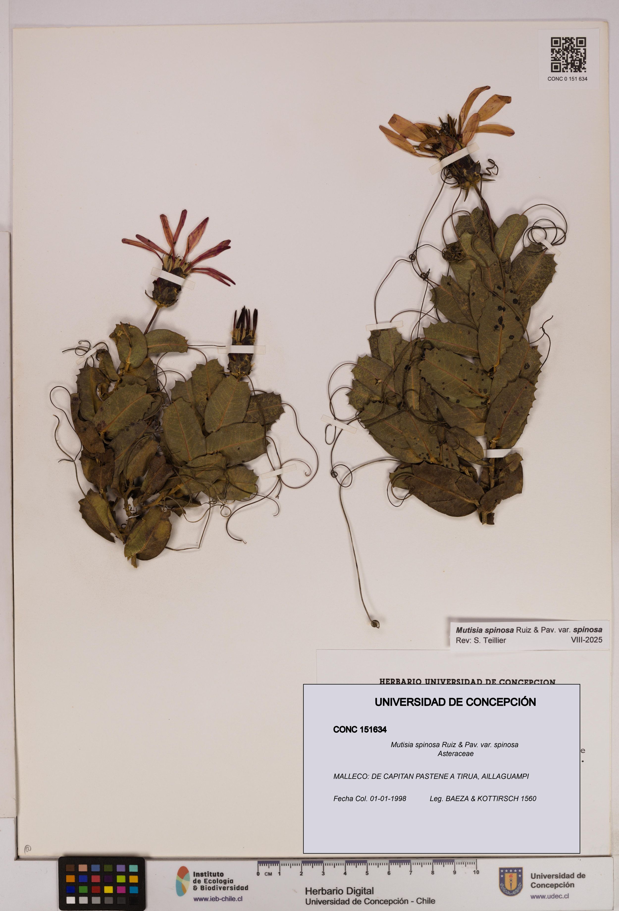 Mutisia spinosa var. spinosa [Espécimen: ]