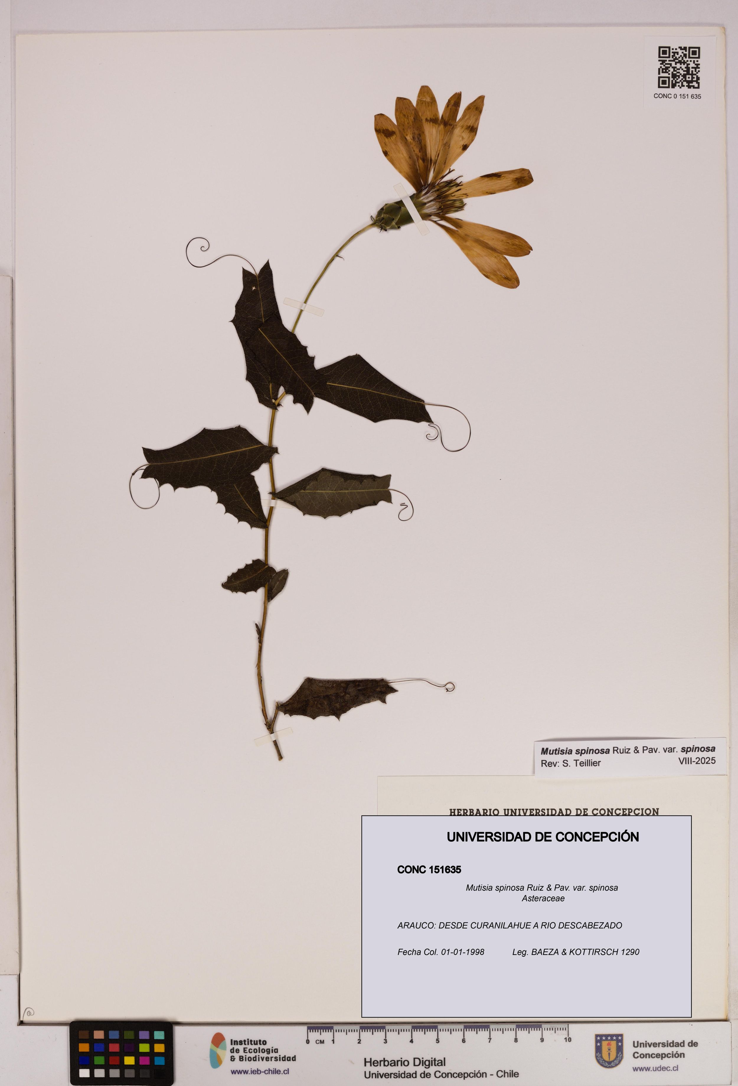 Mutisia spinosa var. spinosa [Espécimen: ]