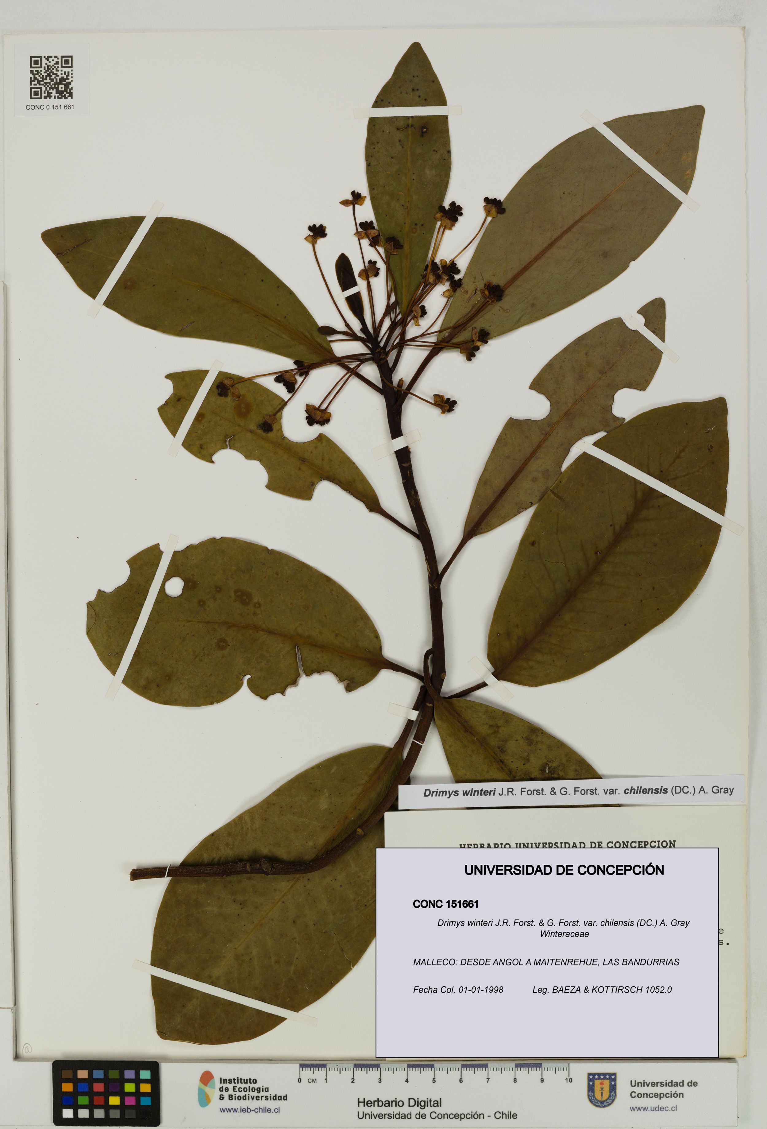 Drimys winteri var. chilensis [Espécimen: ]