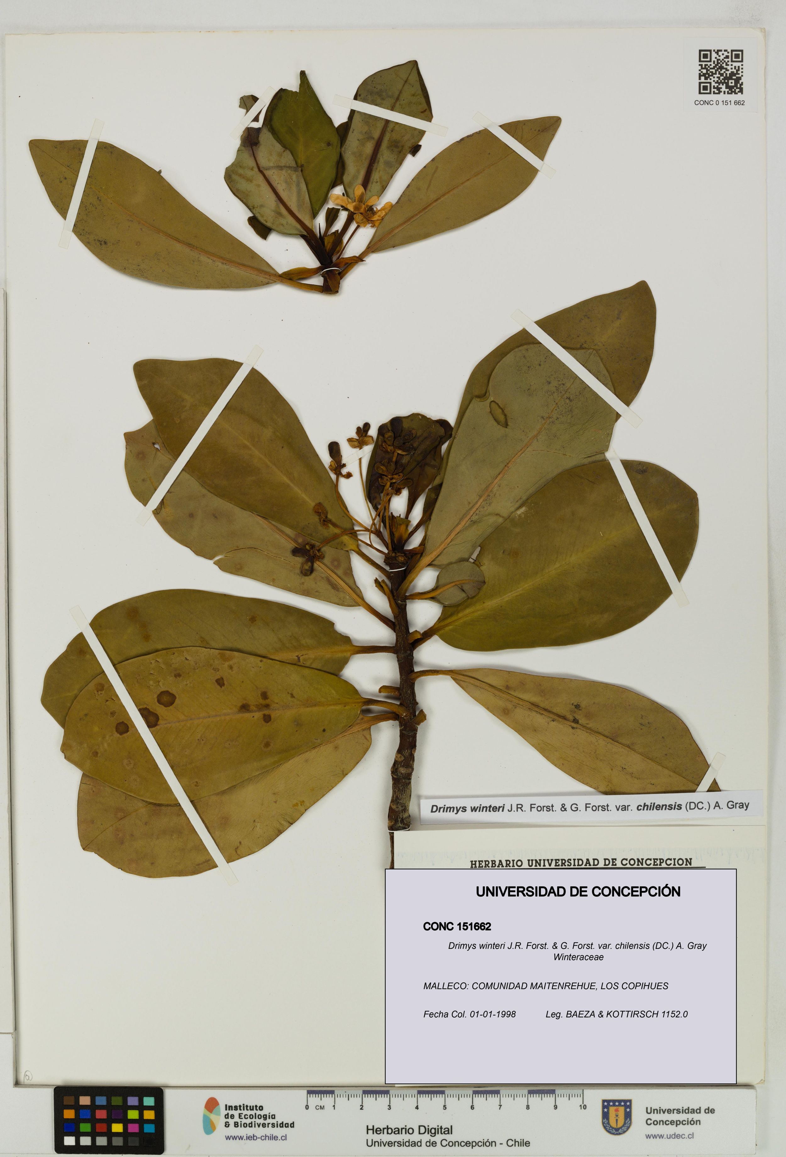 Drimys winteri var. chilensis [Espécimen: ]