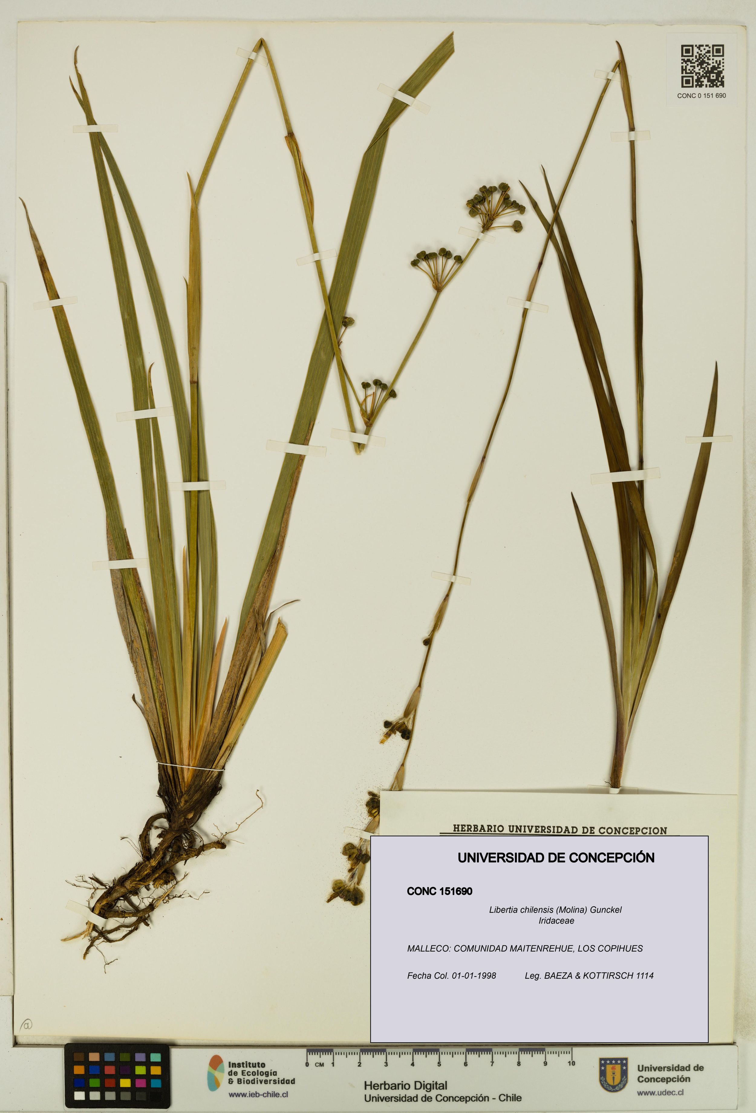Libertia chilensis [Espécimen: ]