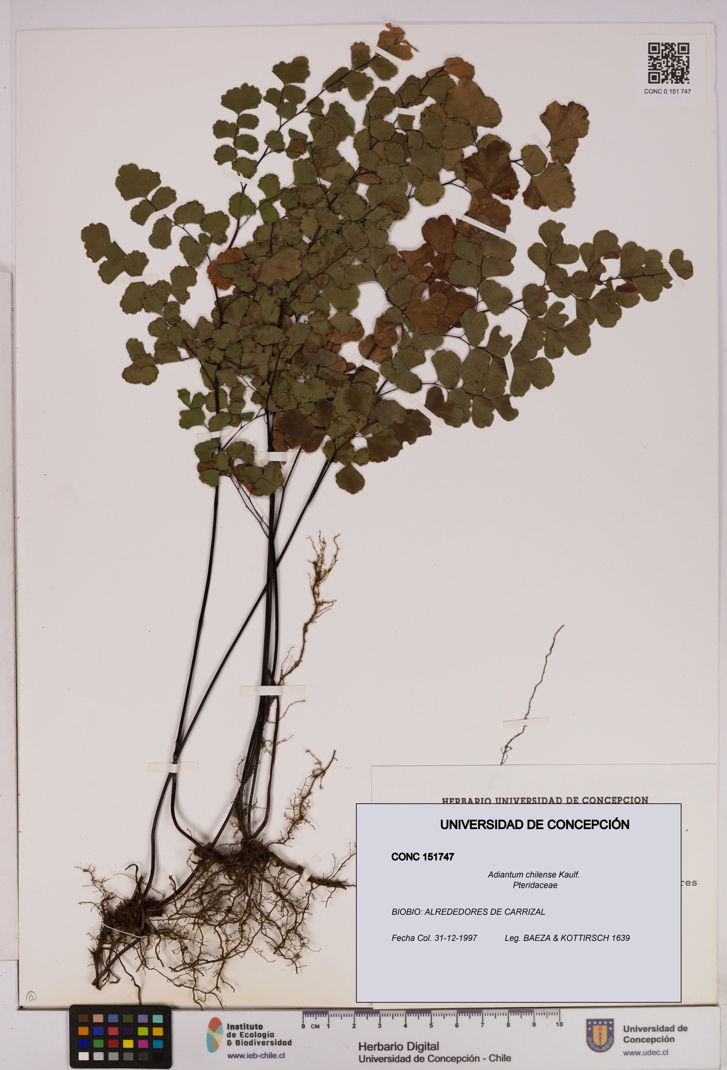 Adiantum chilense [Espécimen: ]