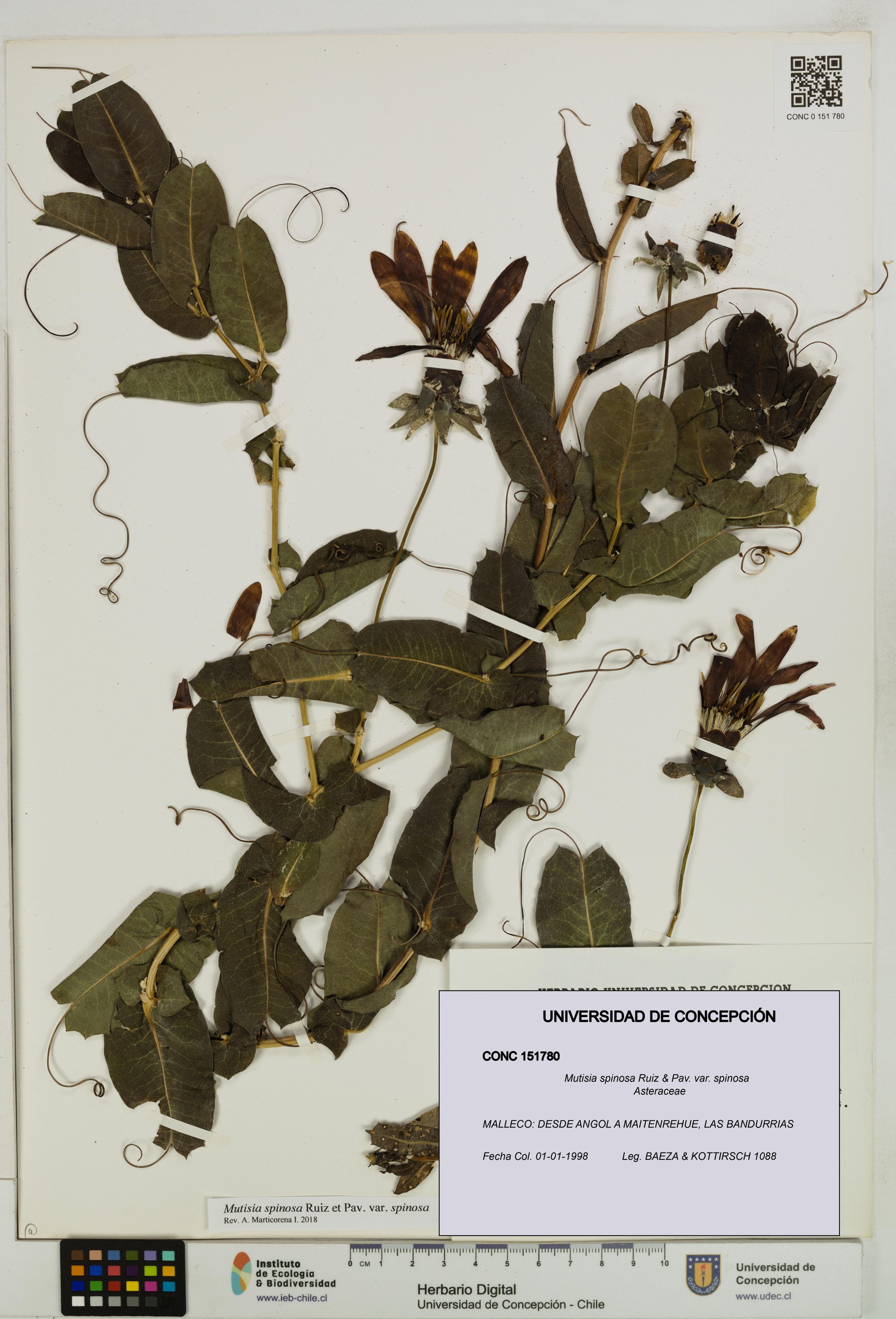 Mutisia spinosa var. spinosa [Espécimen: ]