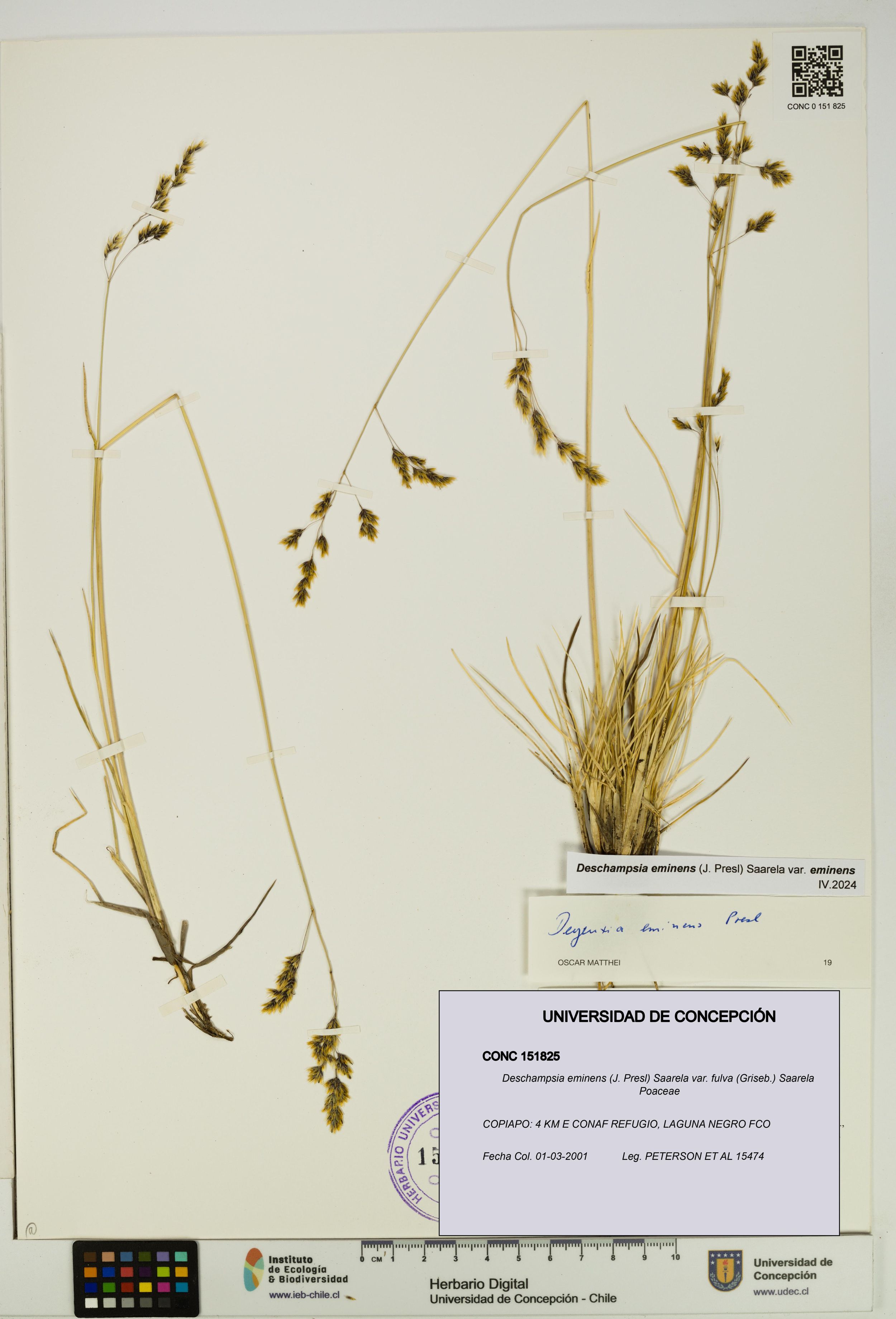 Deschampsia eminens [Espécimen: ]