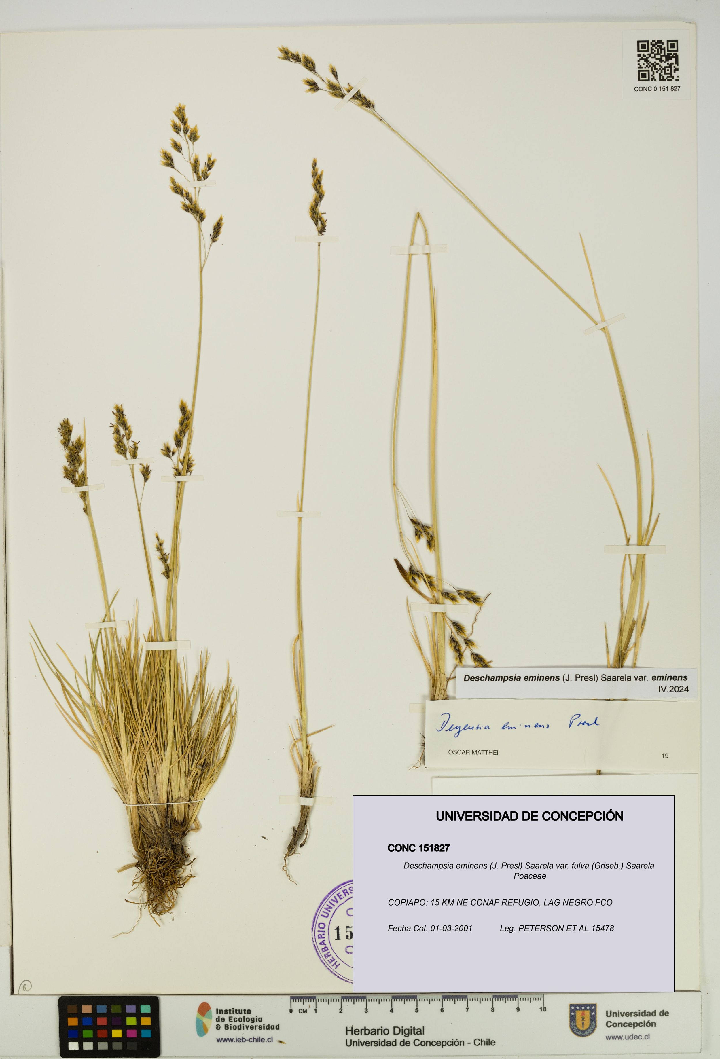 Deschampsia eminens [Espécimen: ]