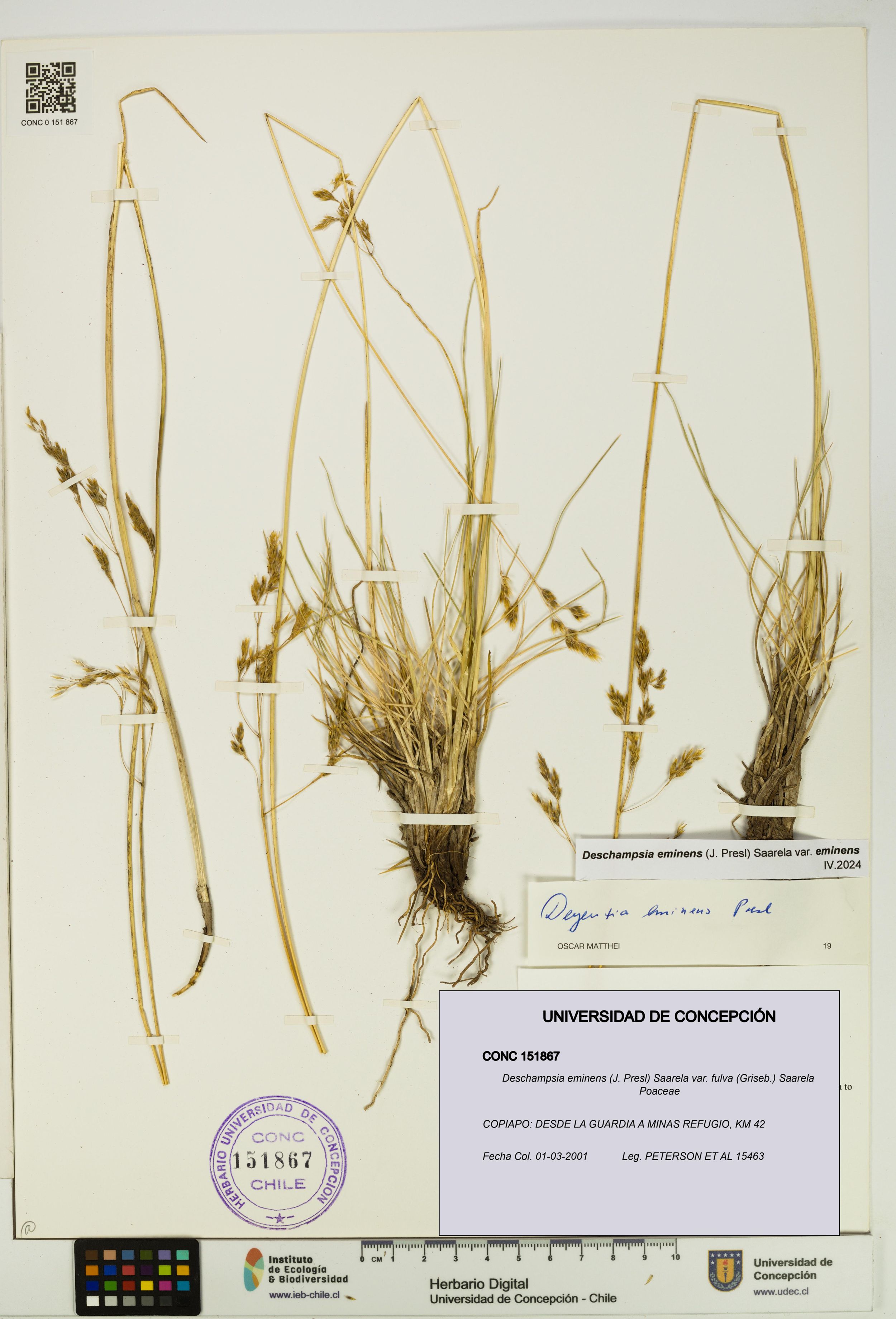 Deschampsia eminens [Espécimen: ]