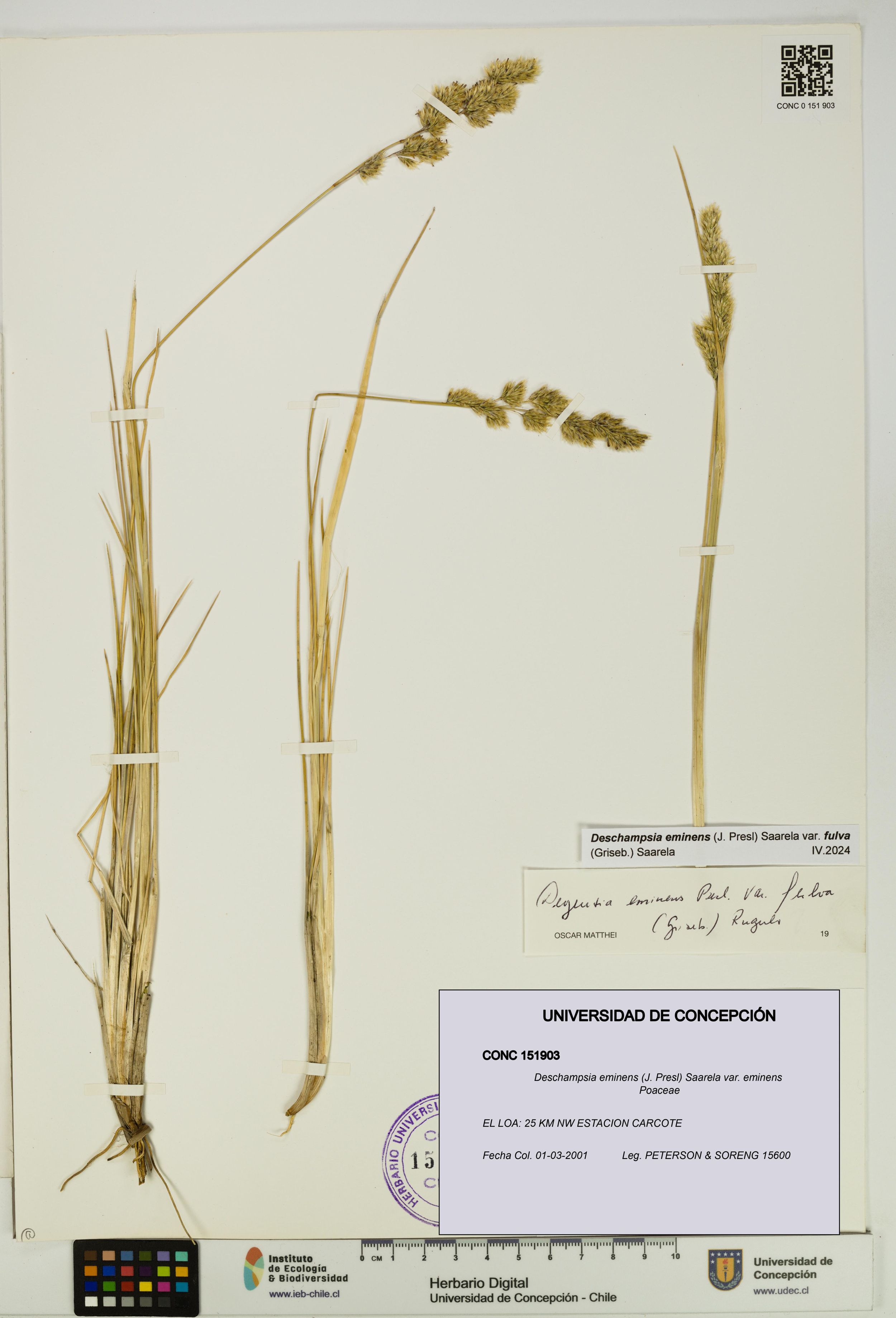 Deschampsia eminens [Espécimen: ]