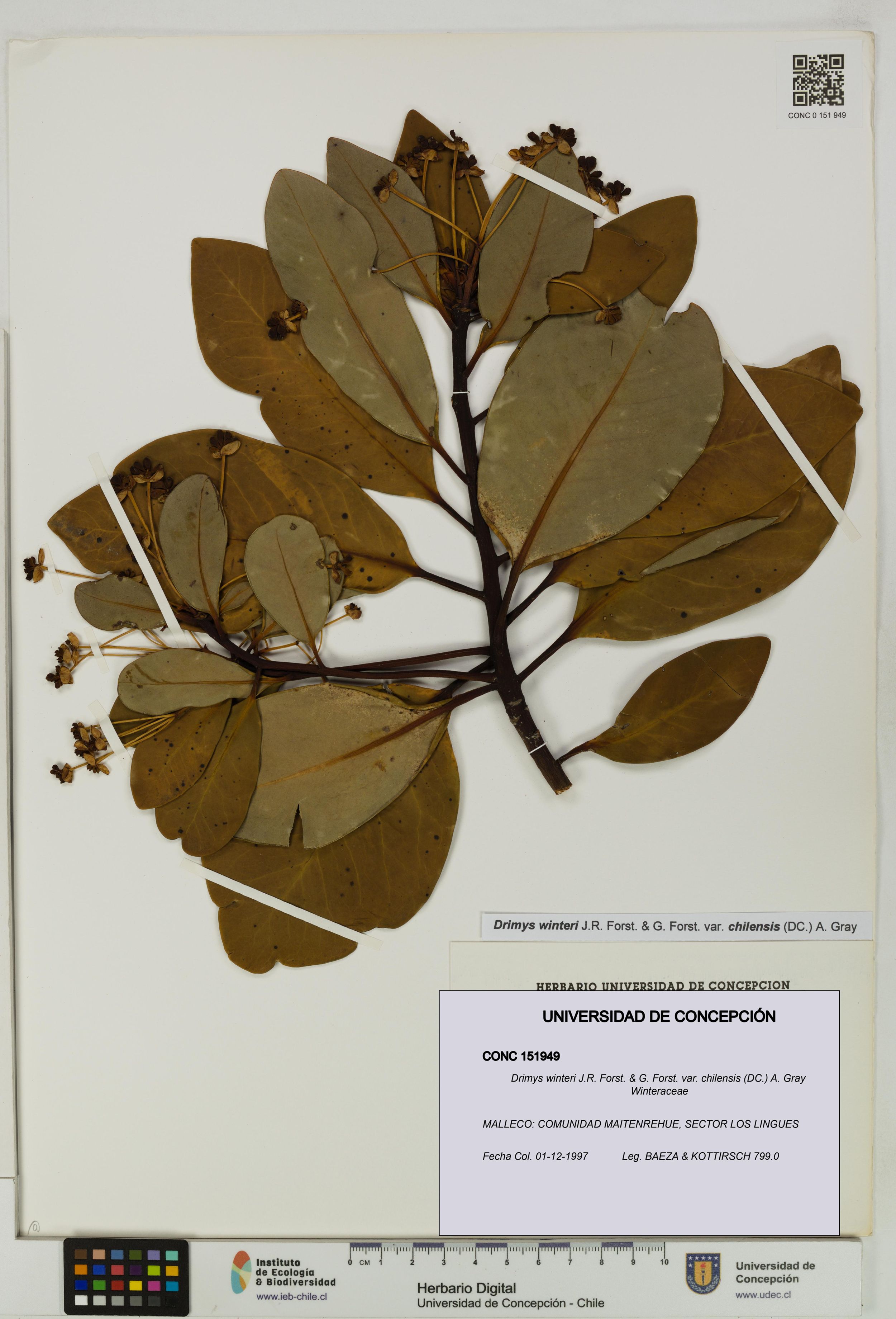 Drimys winteri var. chilensis [Espécimen: ]