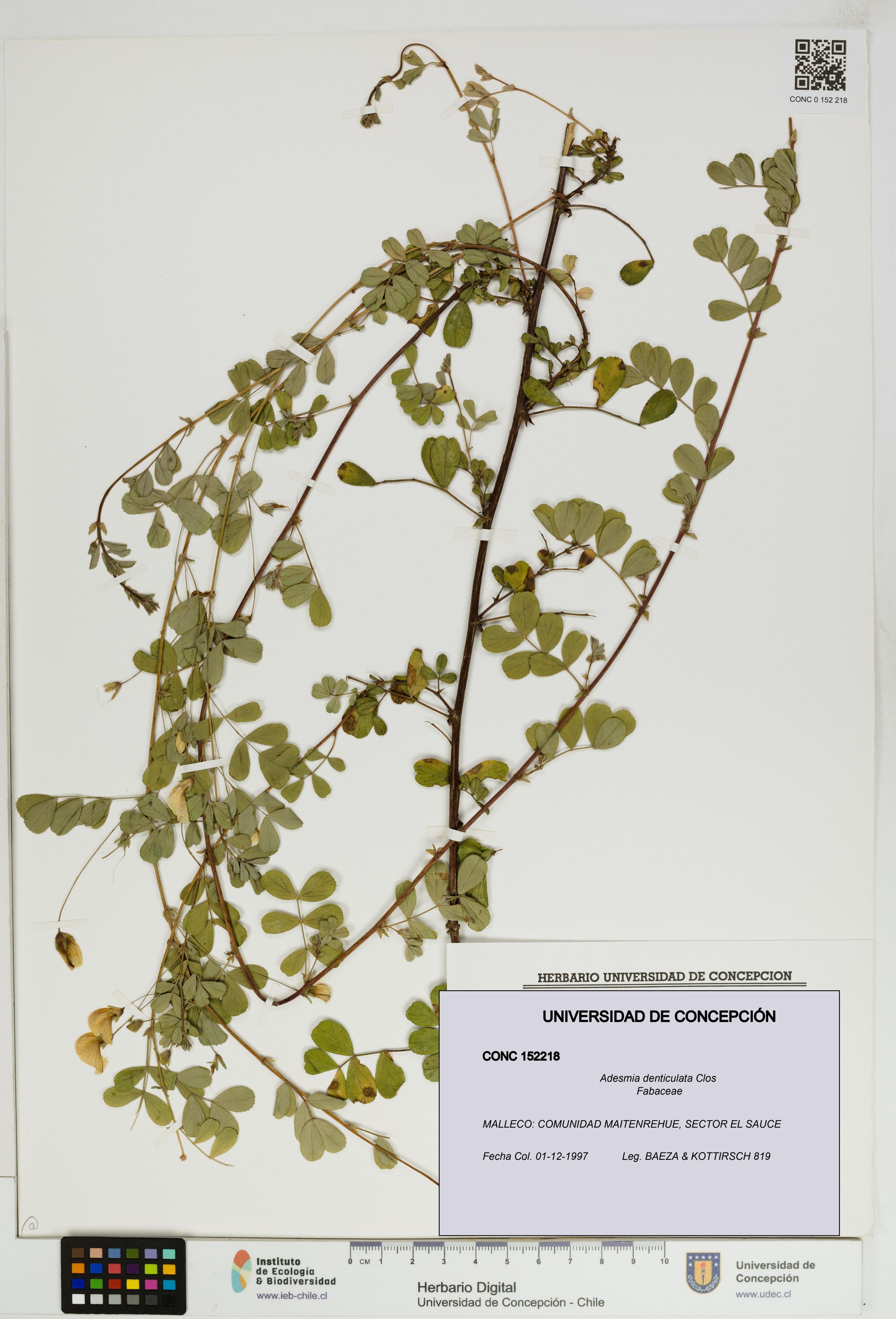 Adesmia denticulata [Espécimen: ]
