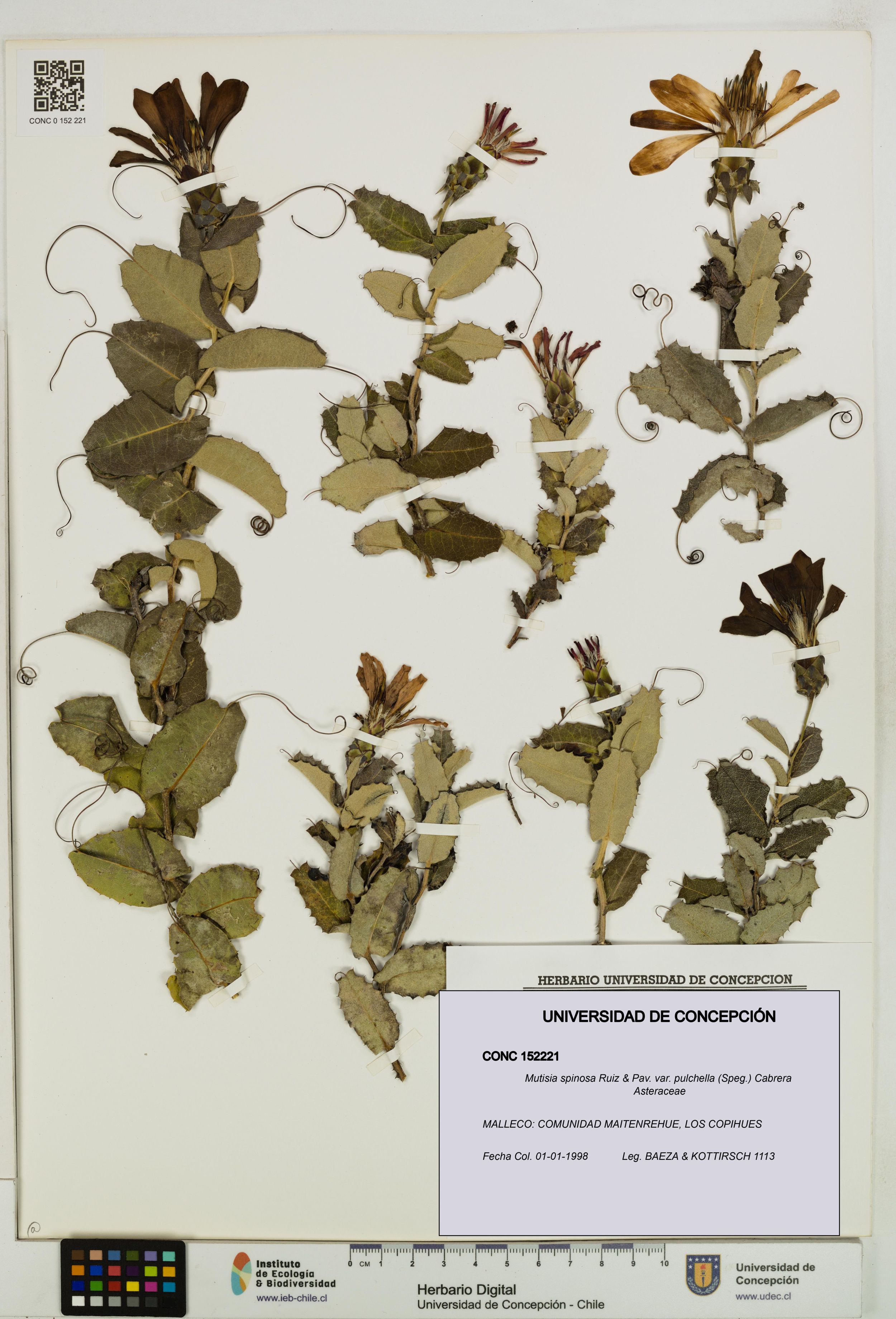 Mutisia spinosa var. pulchella [Espécimen: ]