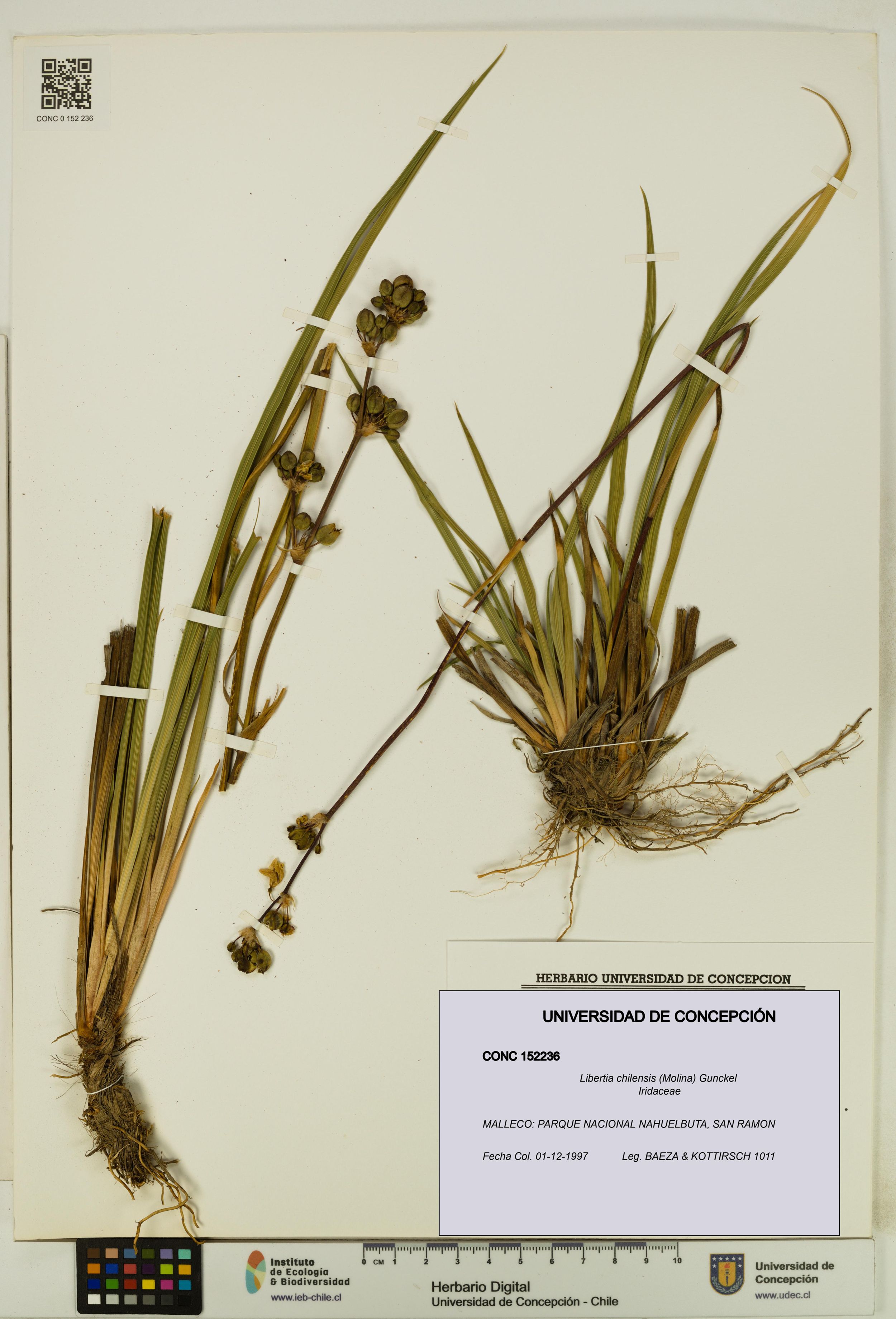 Libertia chilensis [Espécimen: ]