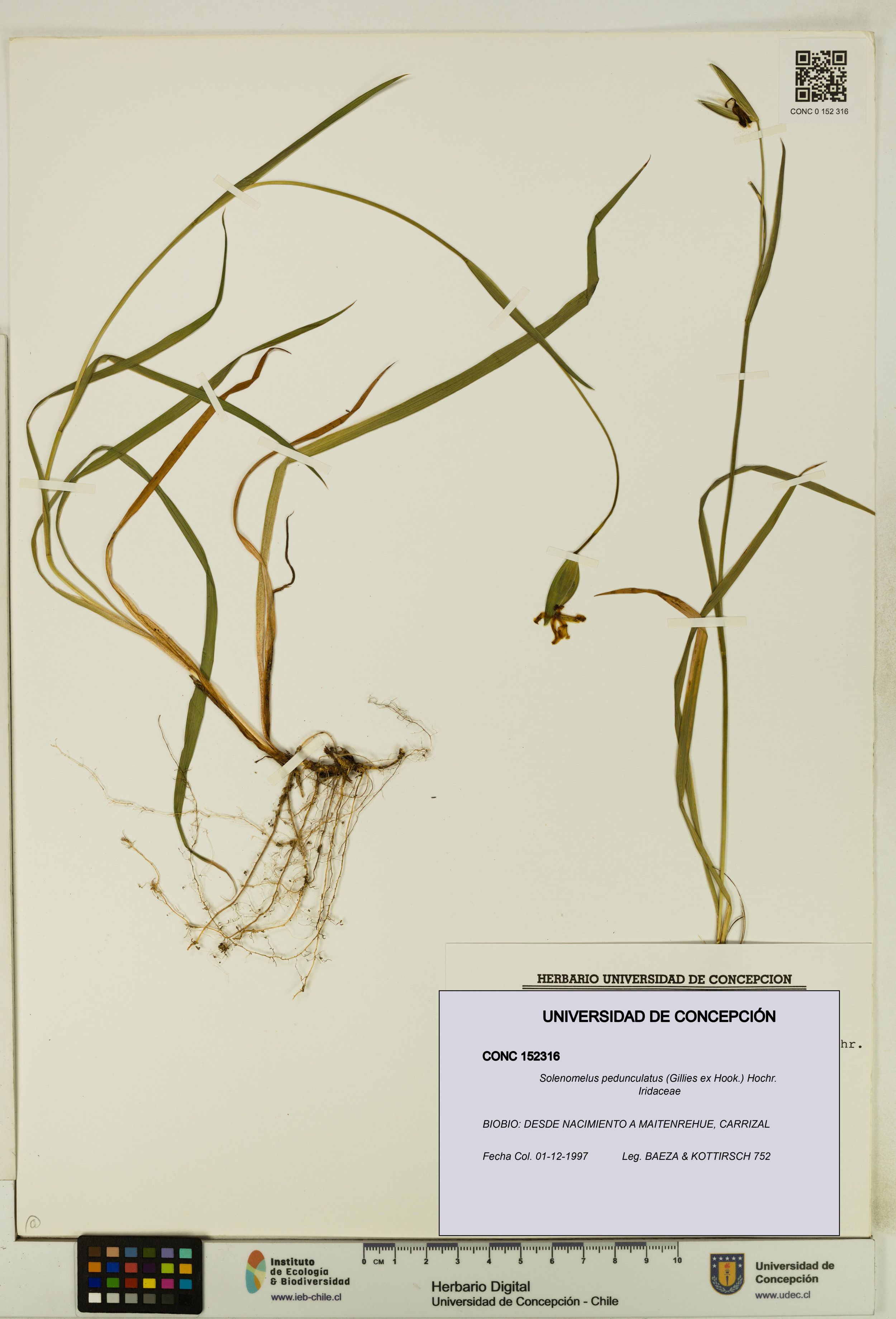 Solenomelus pedunculatus [Espécimen: ]