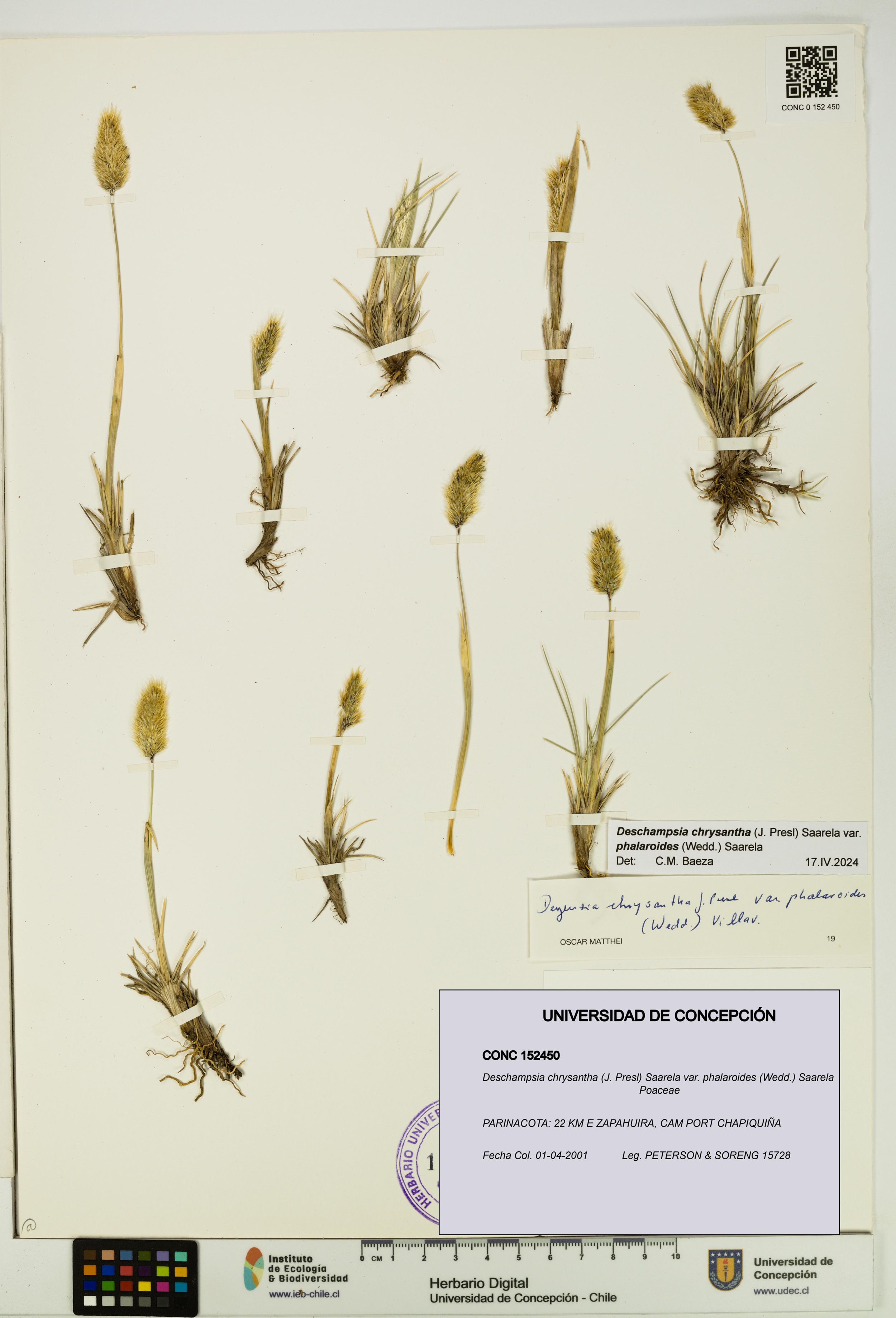 Deschampsia chrysantha var. phalaroides [Espécimen: ]