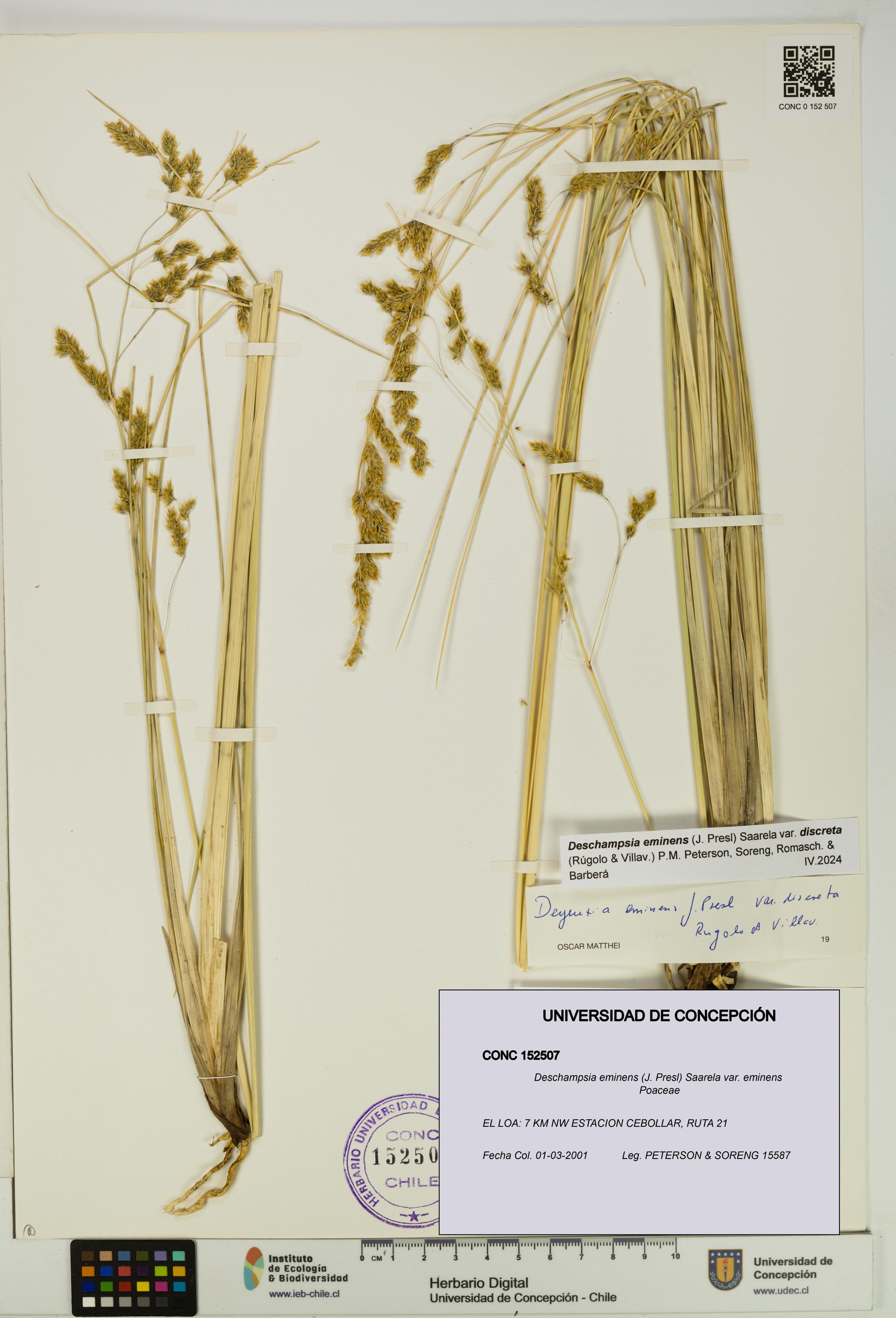 Deschampsia eminens [Espécimen: ]