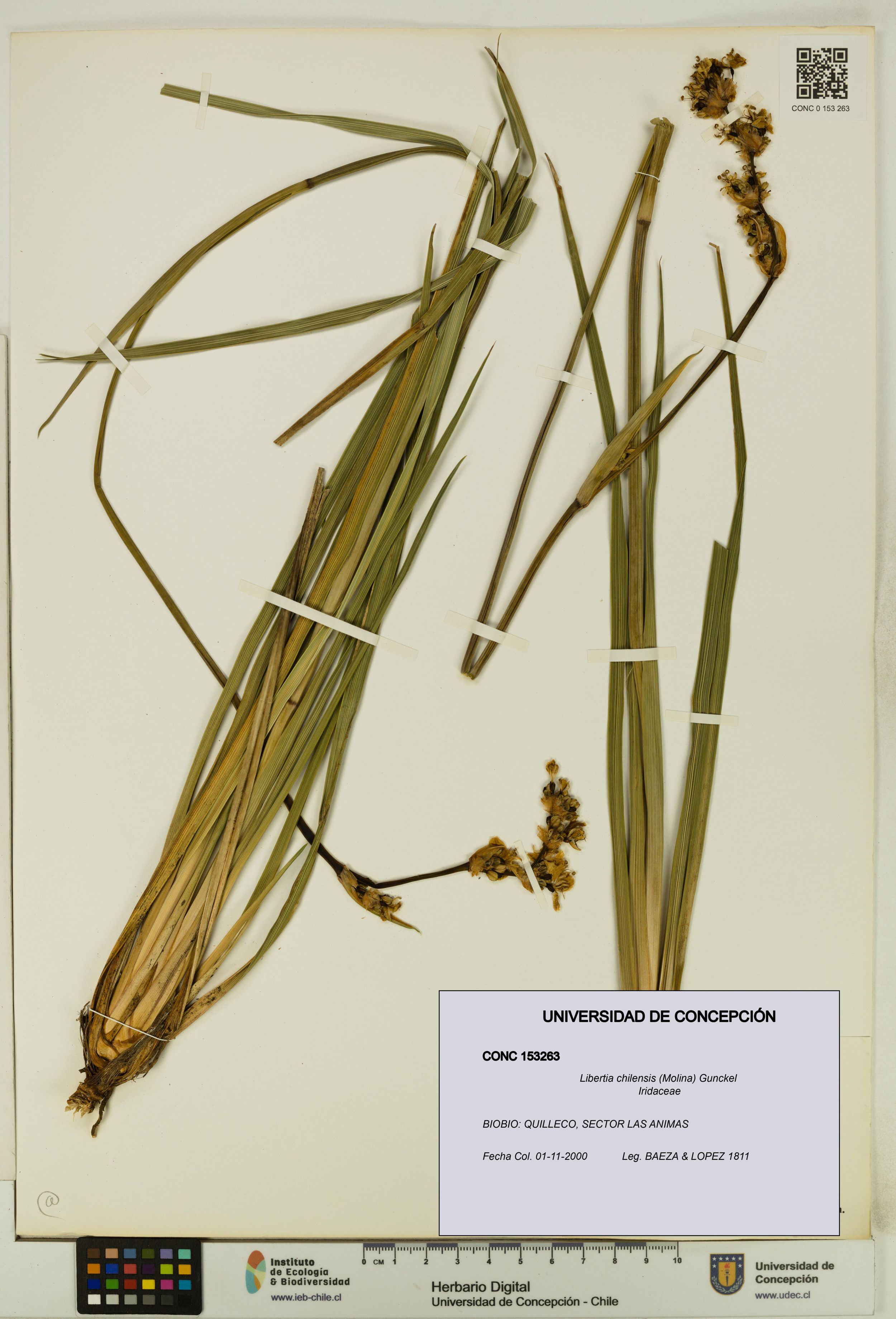 Libertia chilensis [Espécimen: ]