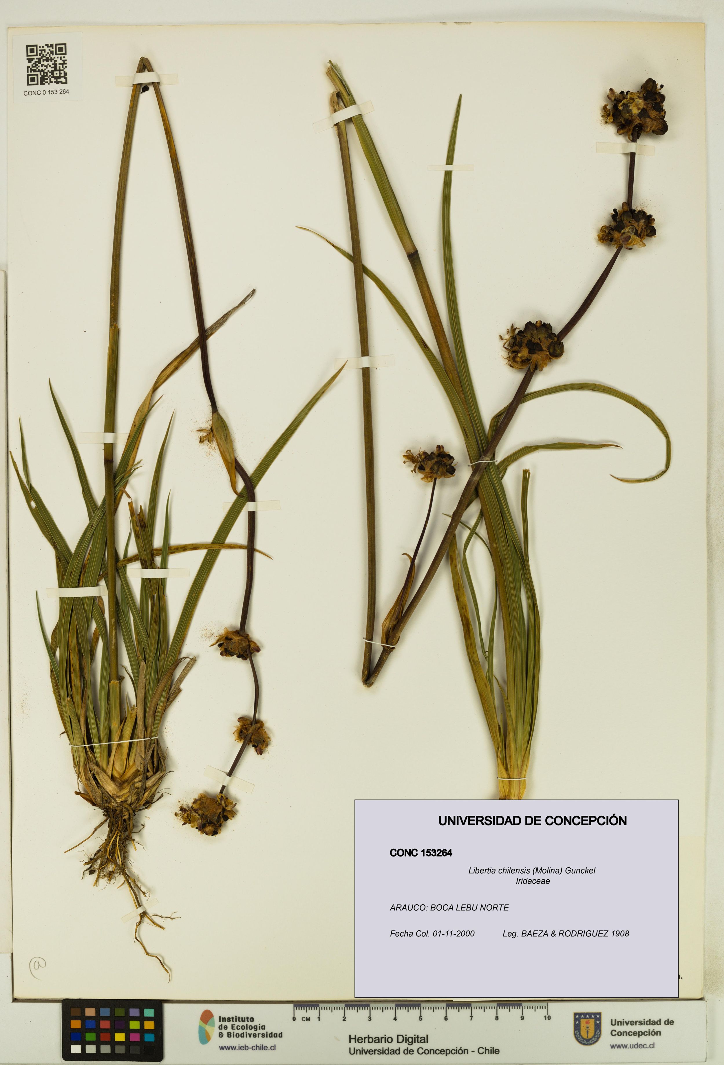 Libertia chilensis [Espécimen: ]