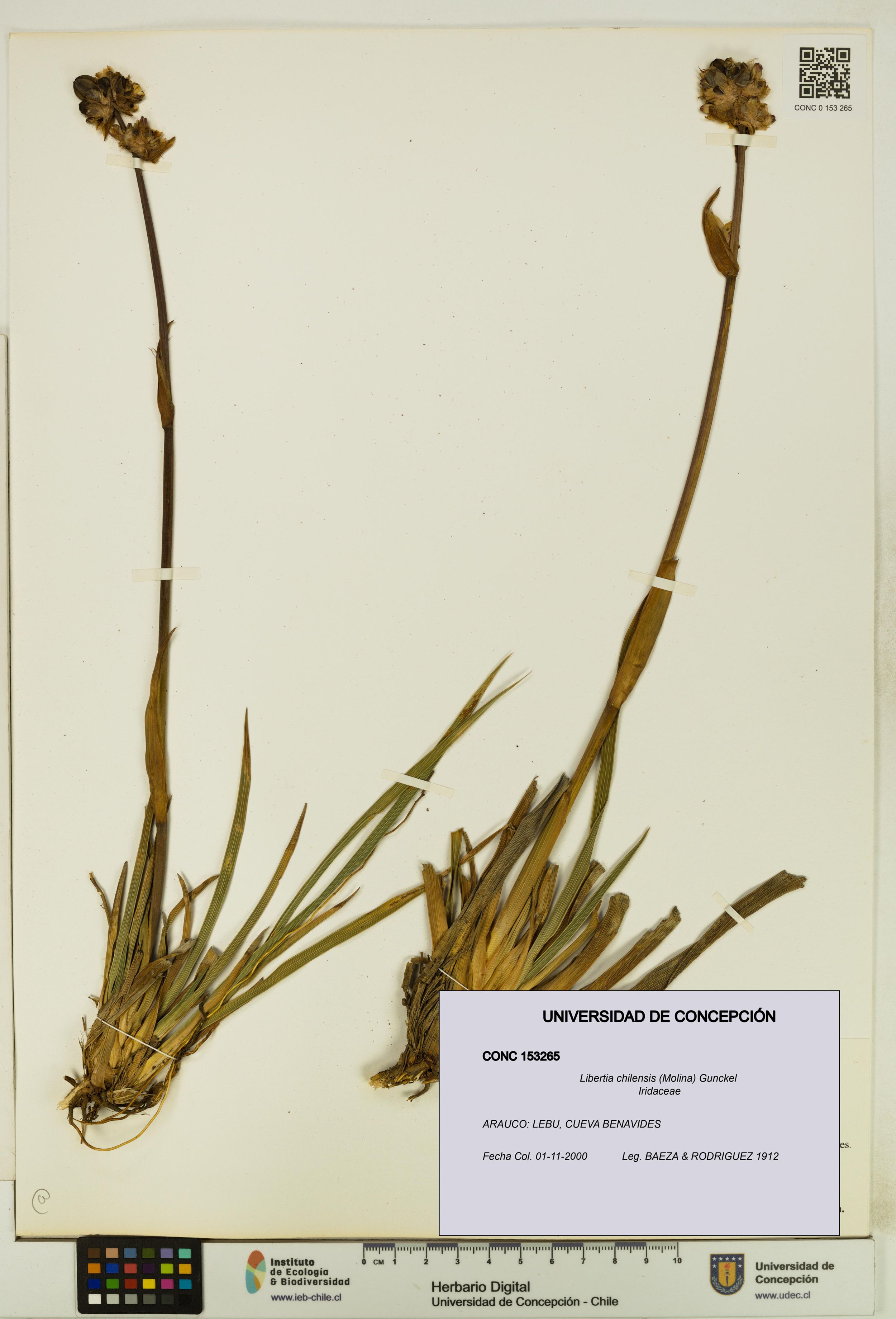Libertia chilensis [Espécimen: ]