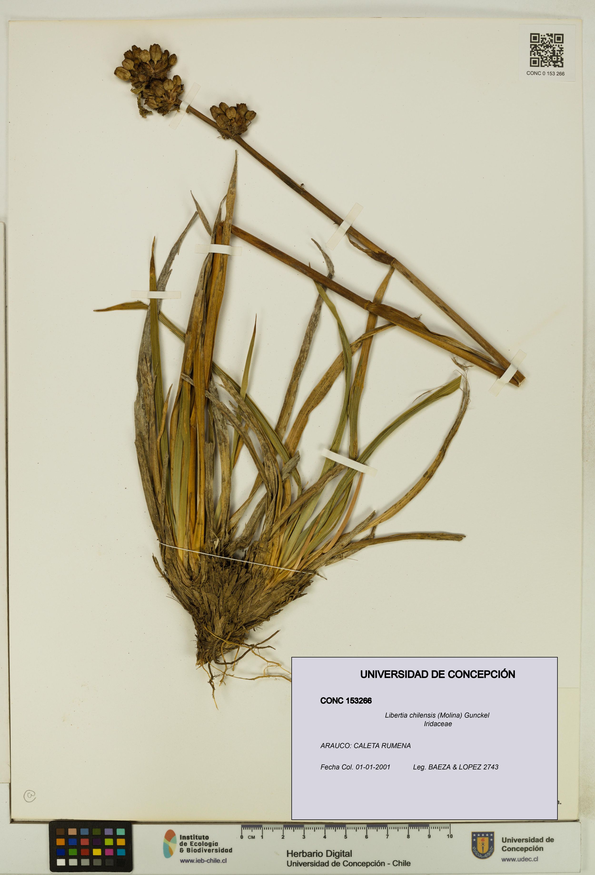 Libertia chilensis [Espécimen: ]