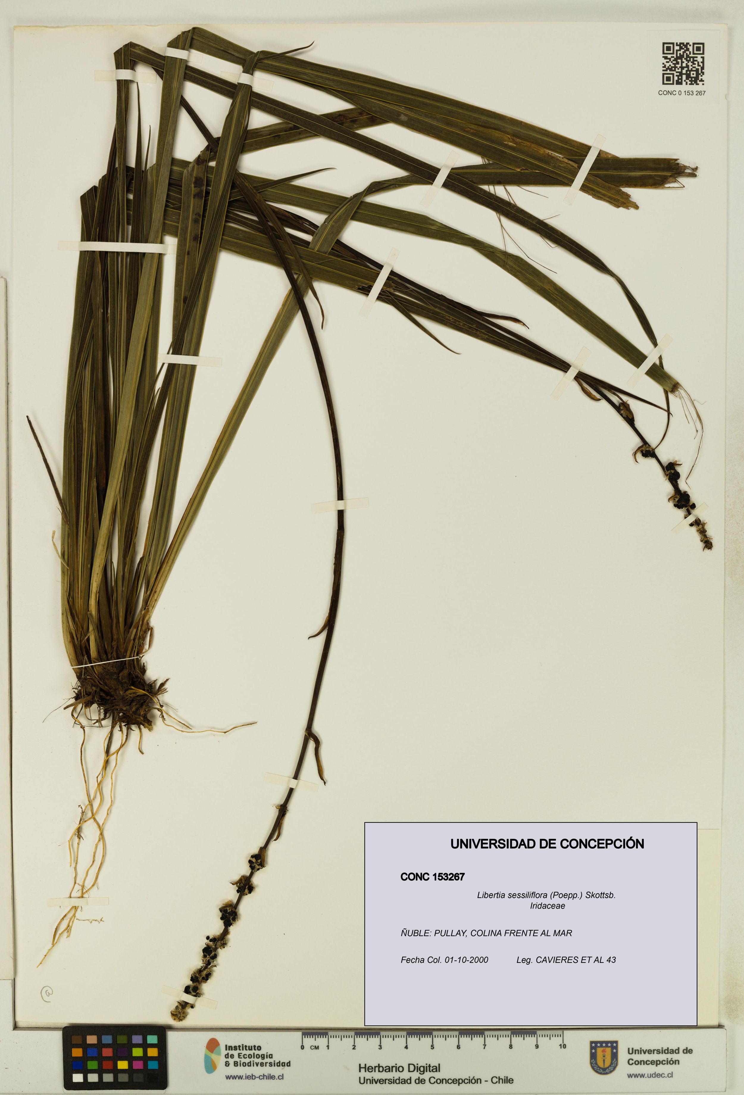 Libertia sessiliflora [Espécimen: ]