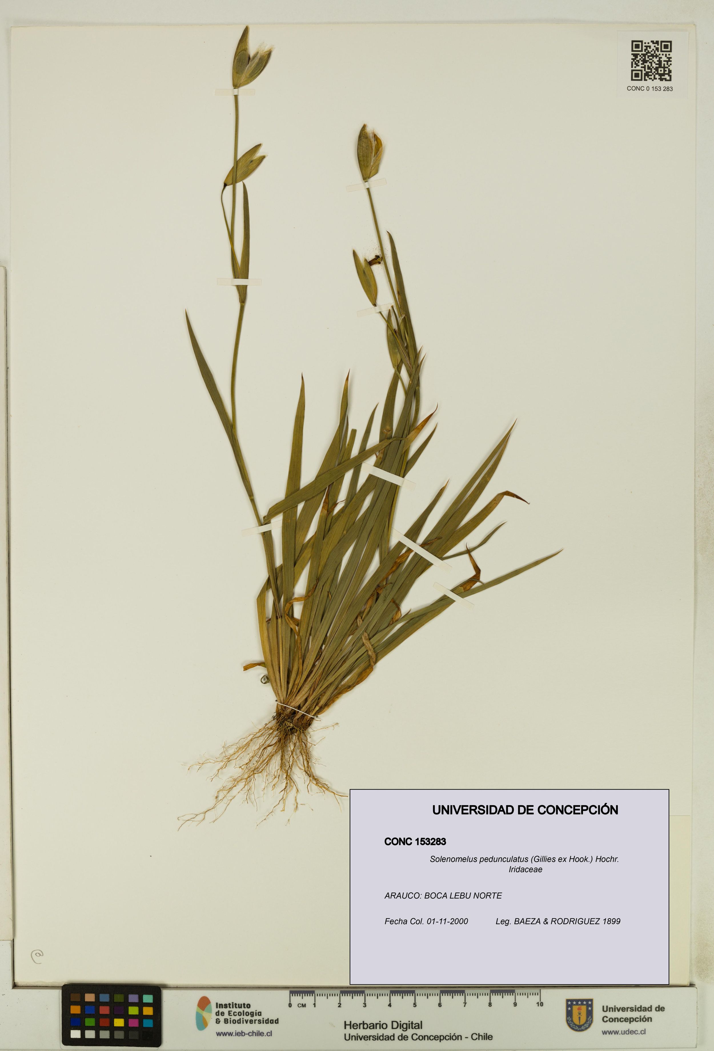 Solenomelus pedunculatus [Espécimen: ]