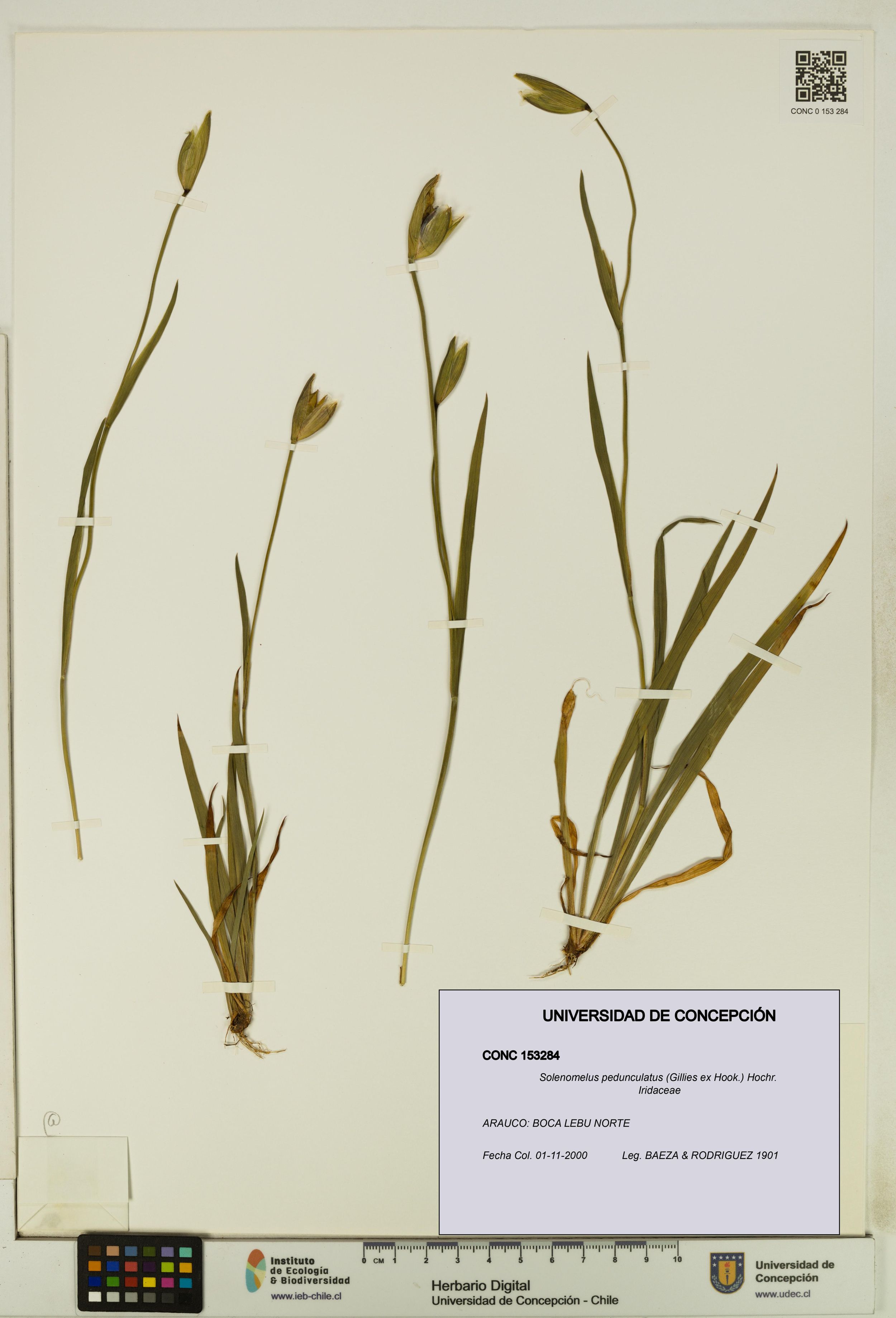 Solenomelus pedunculatus [Espécimen: ]