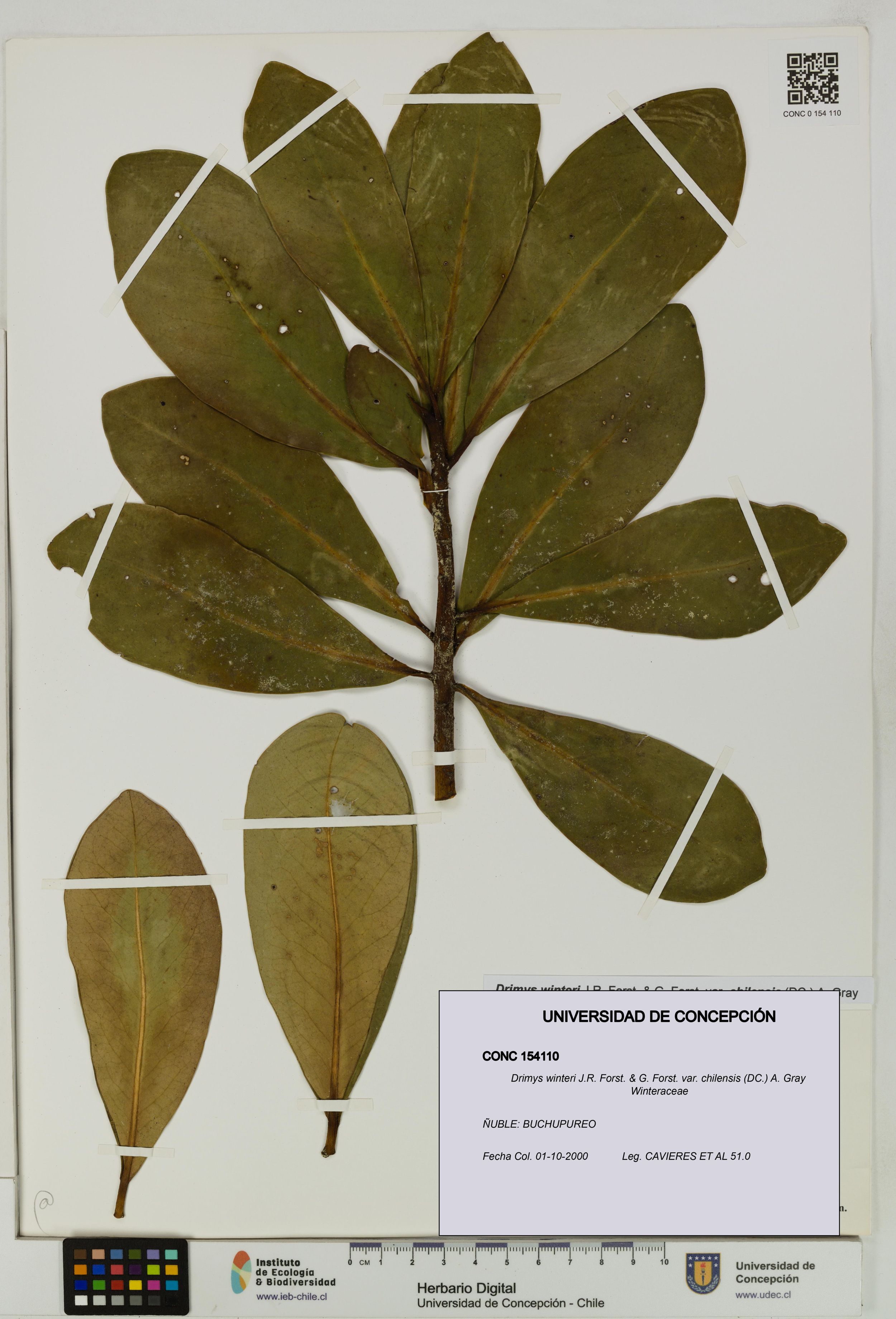 Drimys winteri var. chilensis [Espécimen: ]