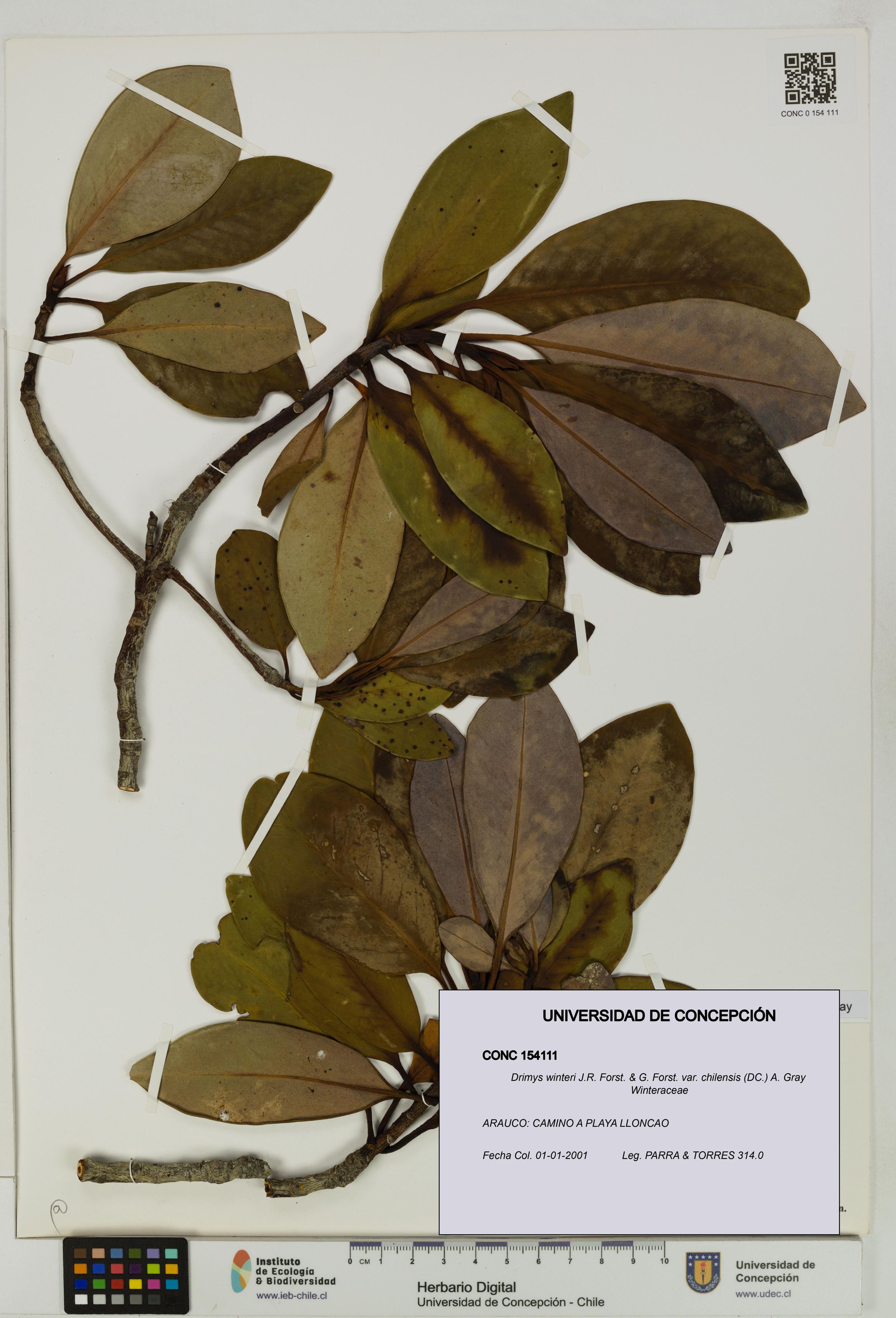 Drimys winteri var. chilensis [Espécimen: ]