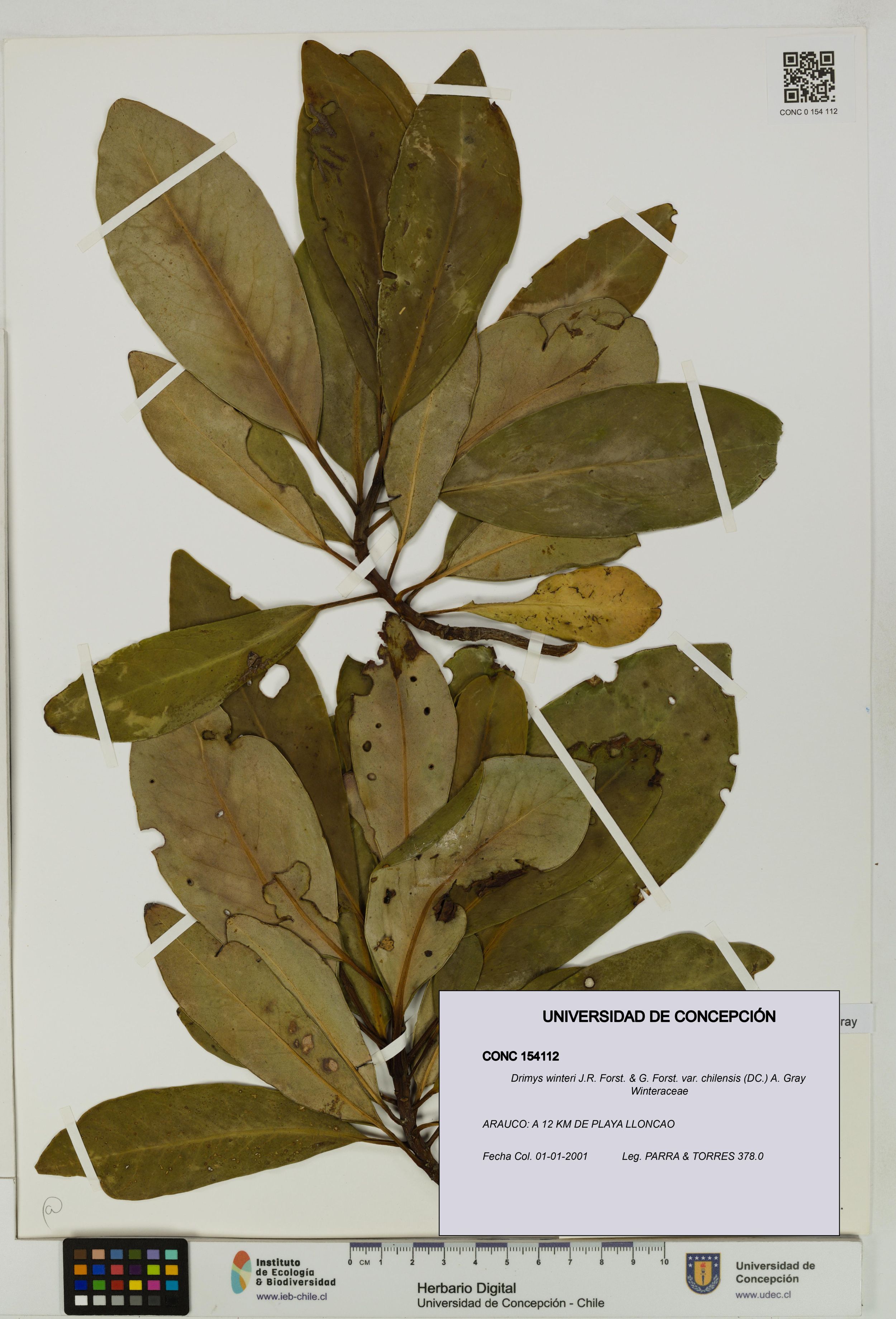 Drimys winteri var. chilensis [Espécimen: ]