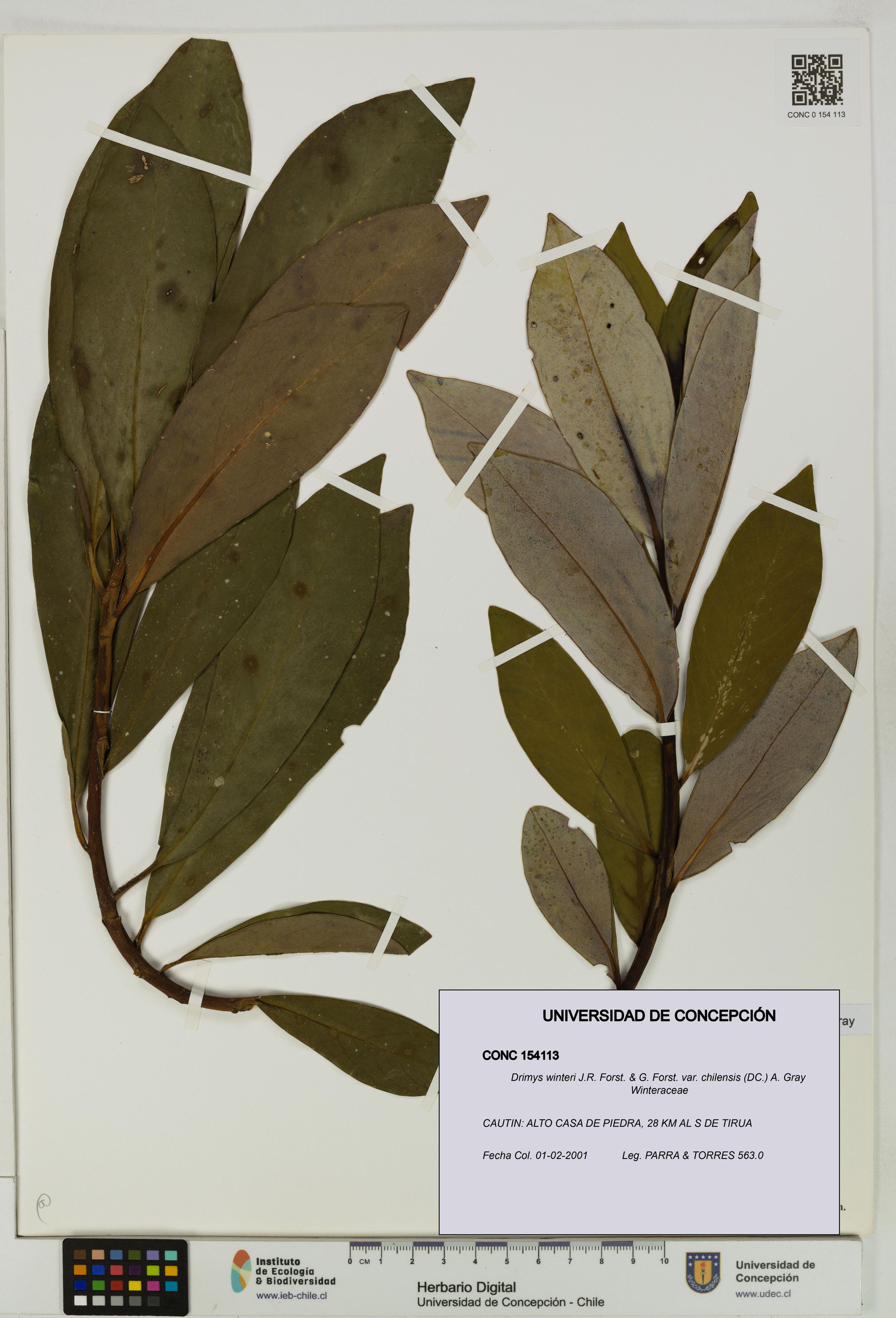 Drimys winteri var. chilensis [Espécimen: ]