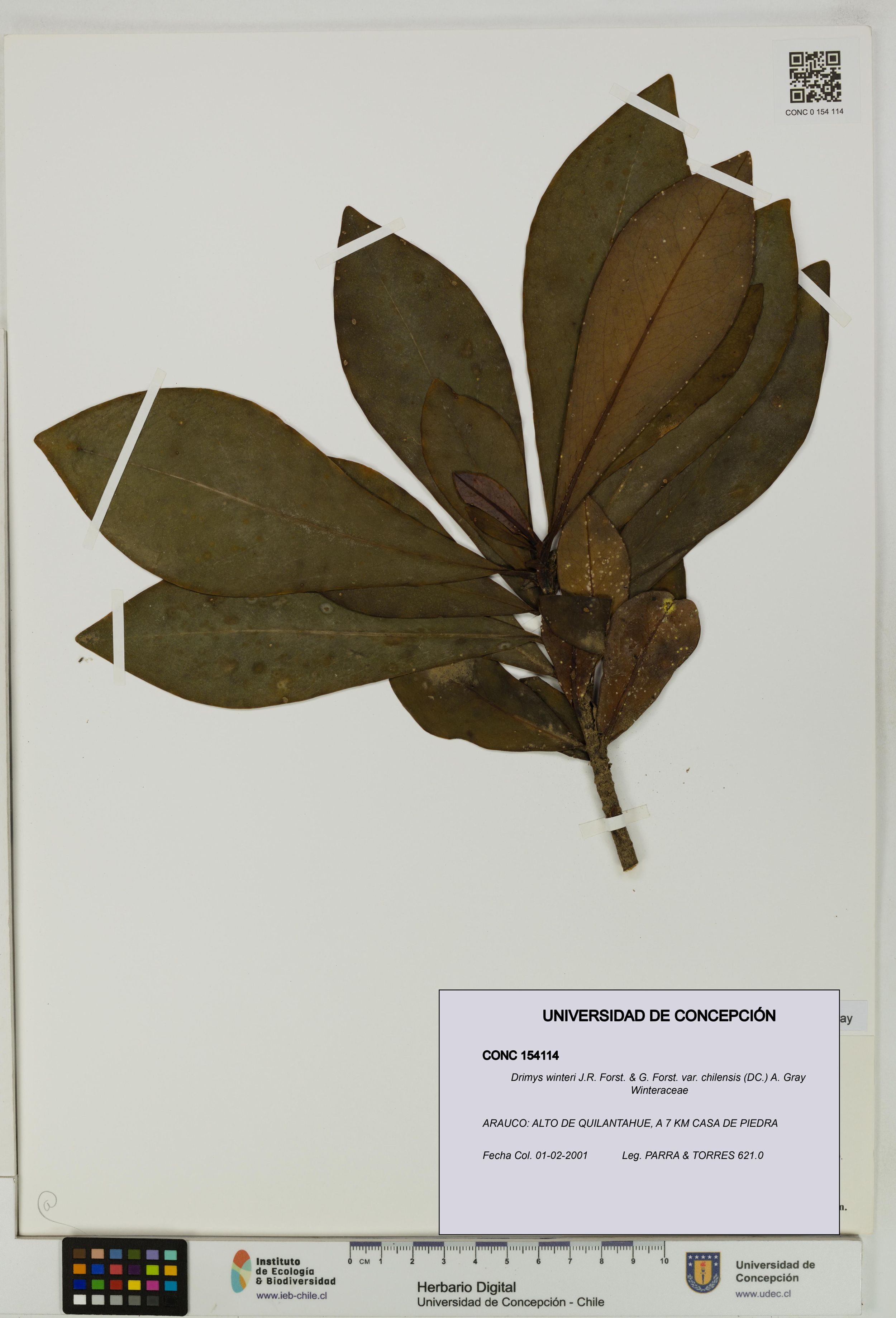 Drimys winteri var. chilensis [Espécimen: ]