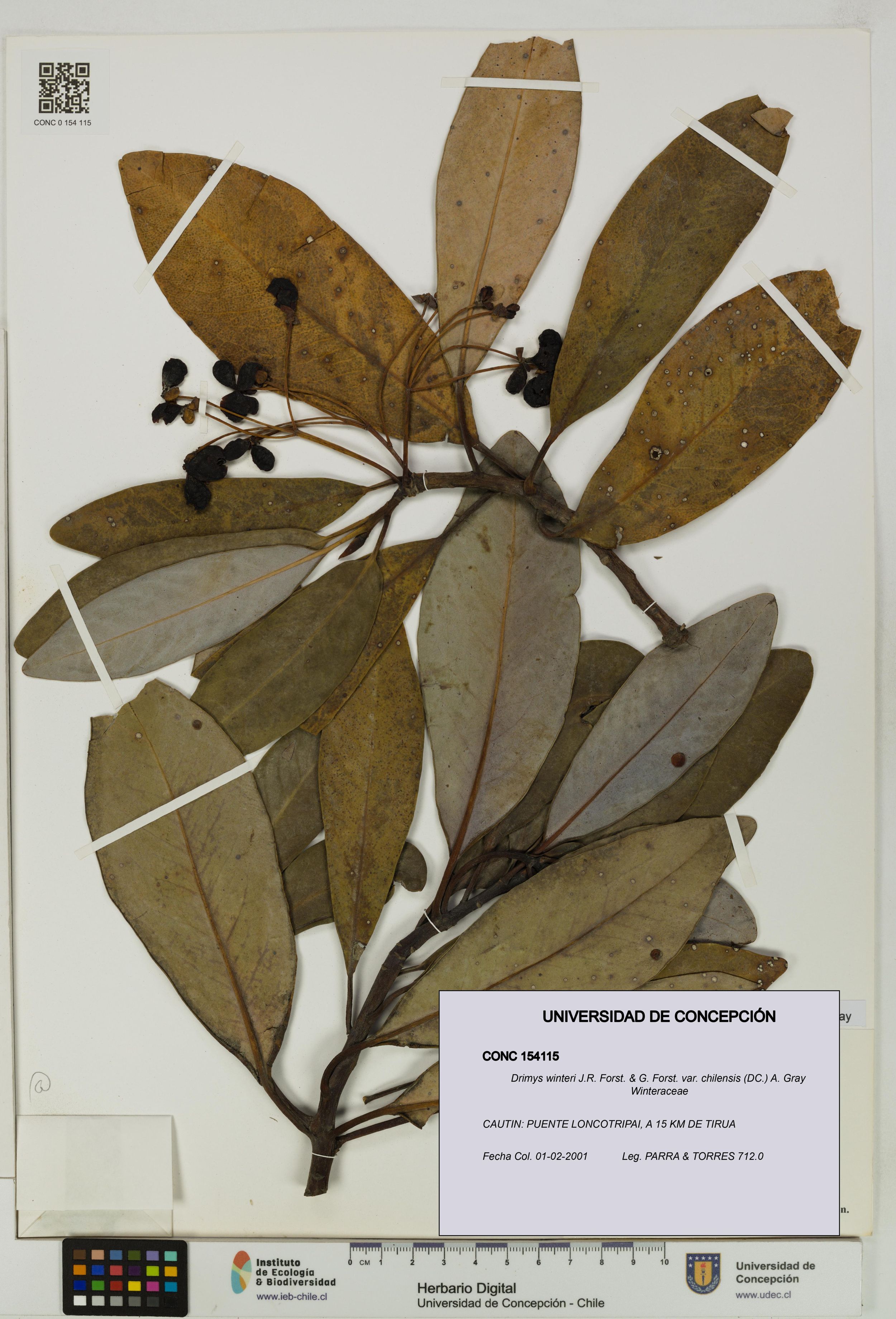 Drimys winteri var. chilensis [Espécimen: ]
