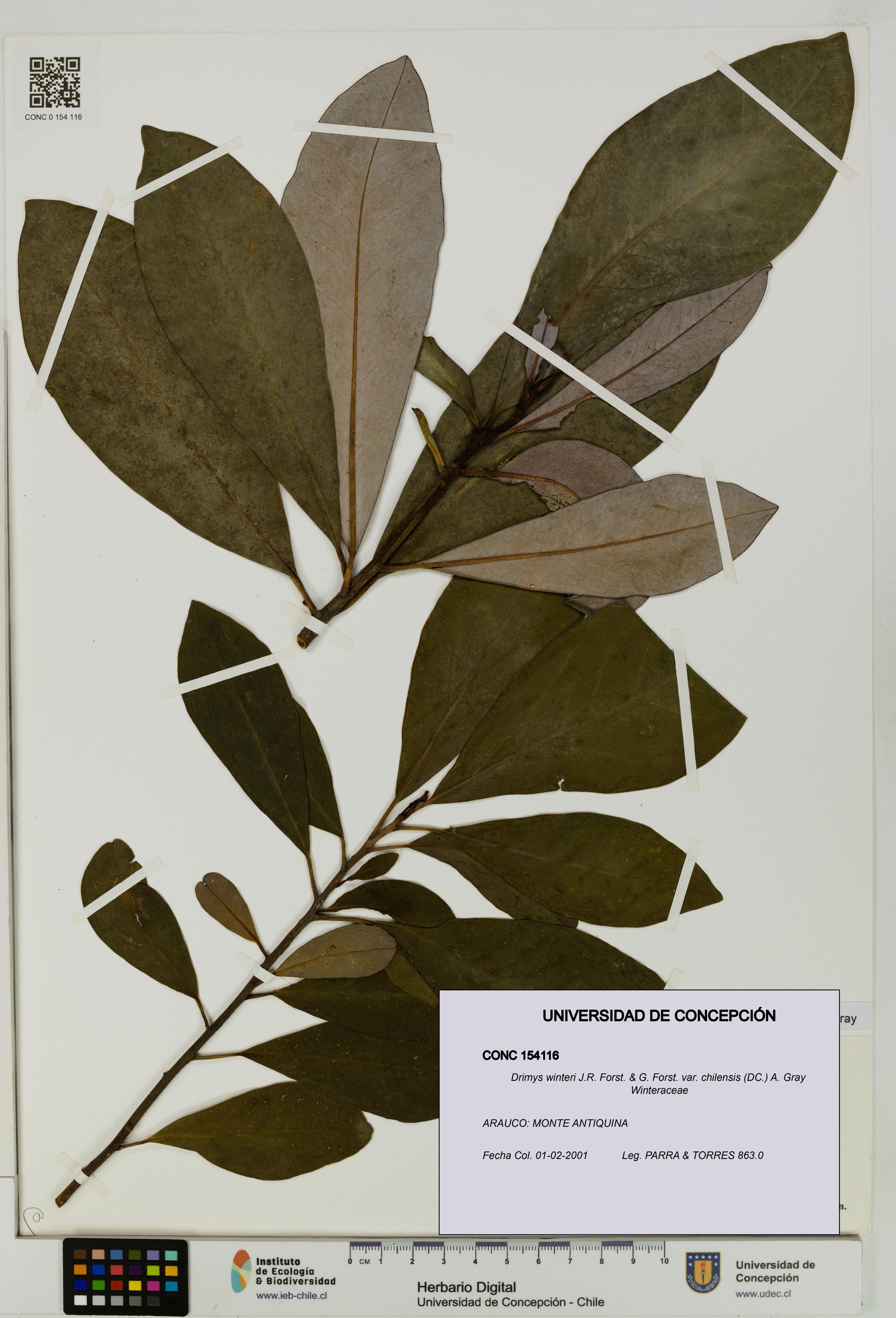 Drimys winteri var. chilensis [Espécimen: ]