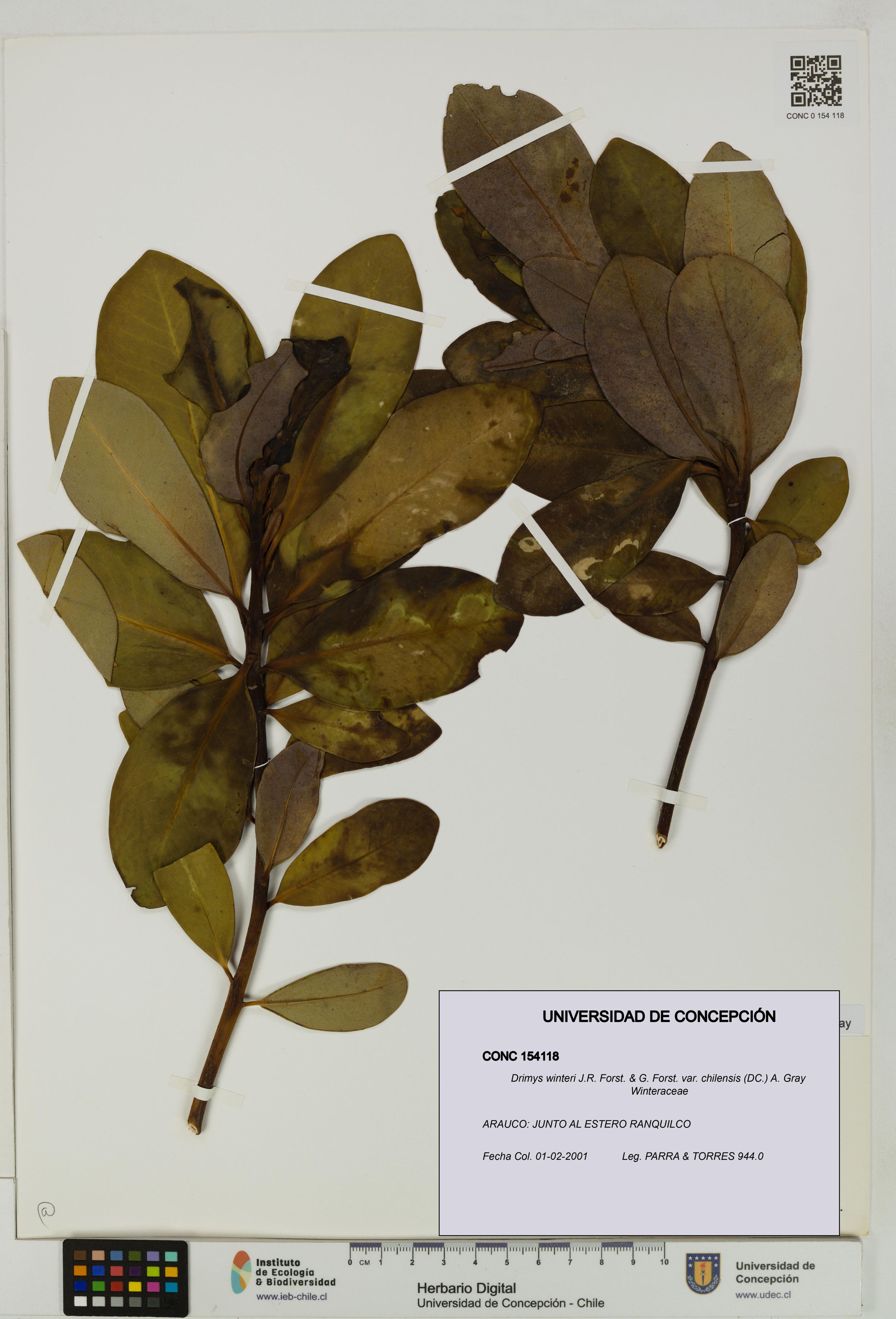 Drimys winteri var. chilensis [Espécimen: ]