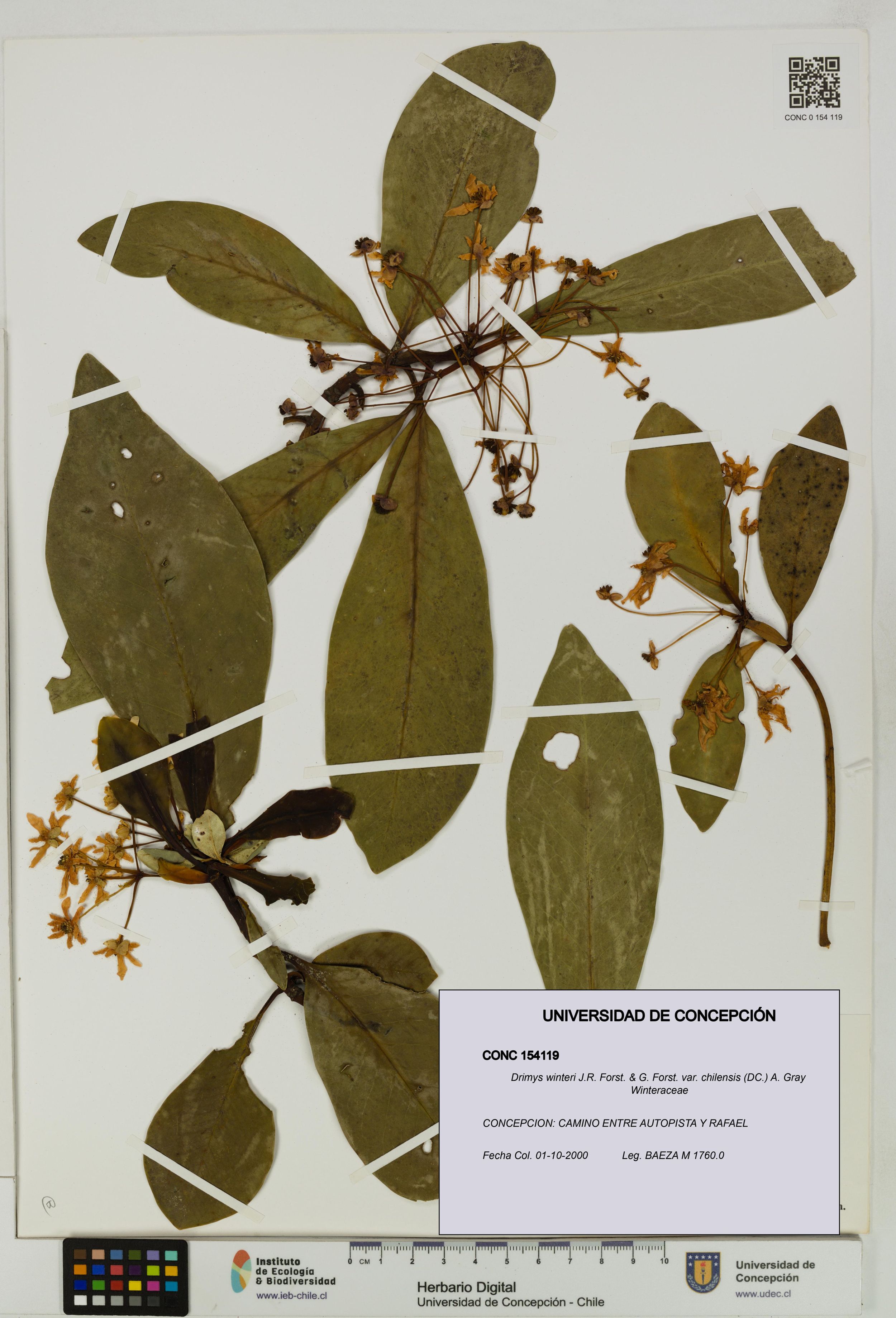 Drimys winteri var. chilensis [Espécimen: ]