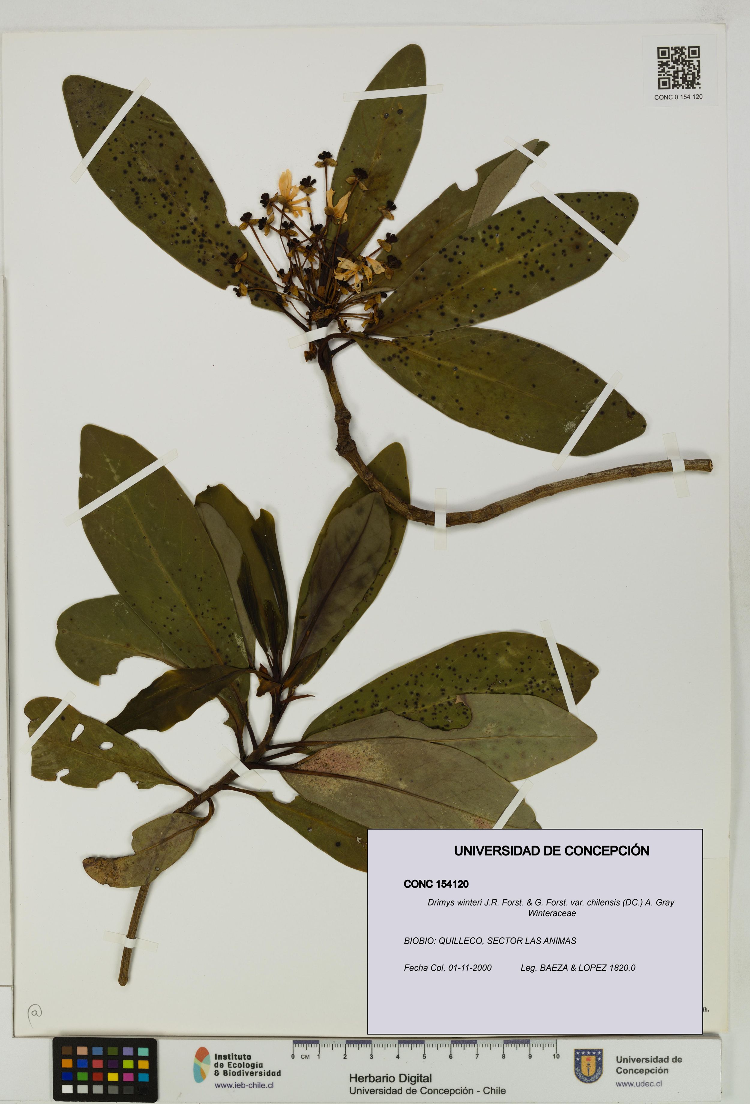 Drimys winteri var. chilensis [Espécimen: ]