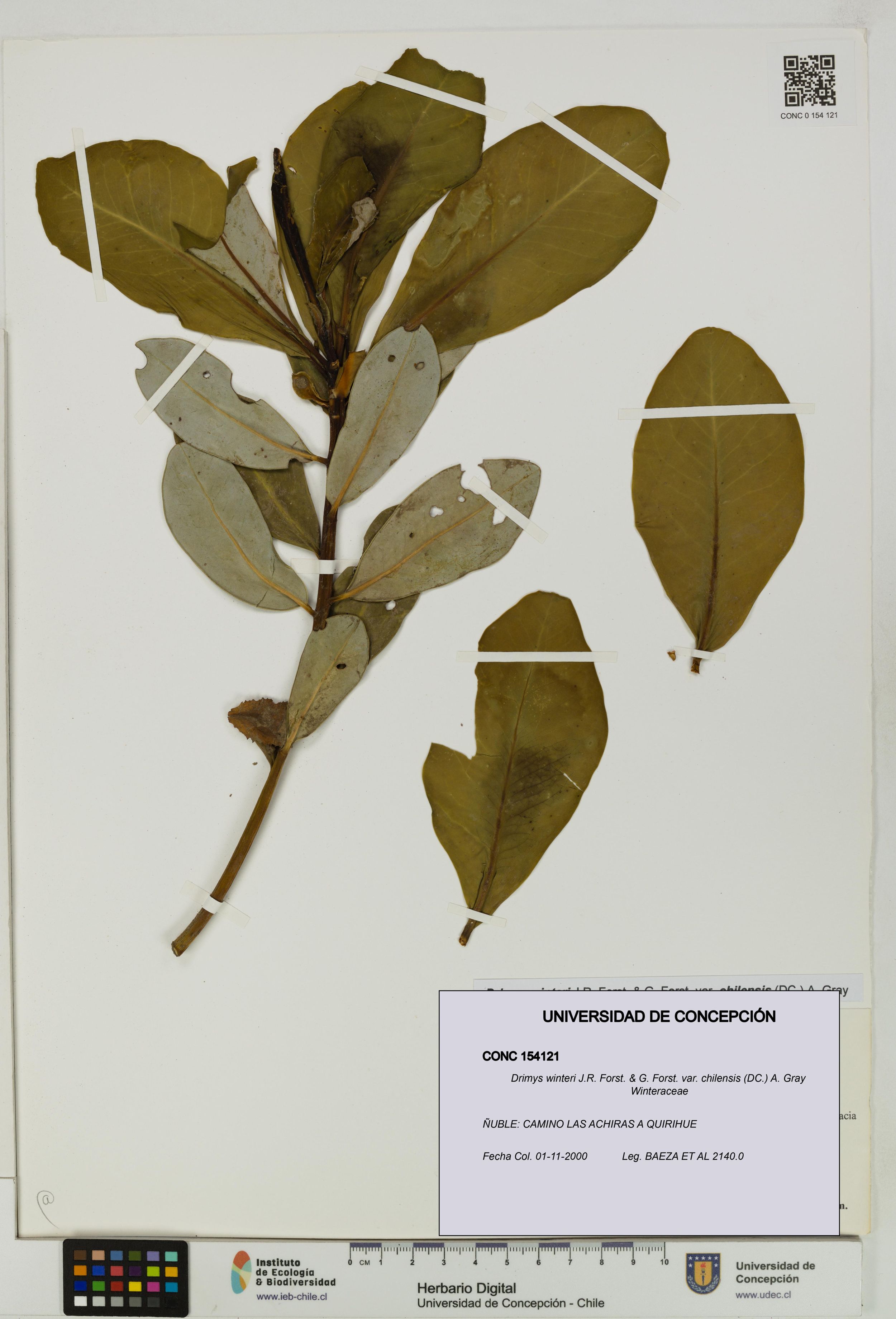 Drimys winteri var. chilensis [Espécimen: ]