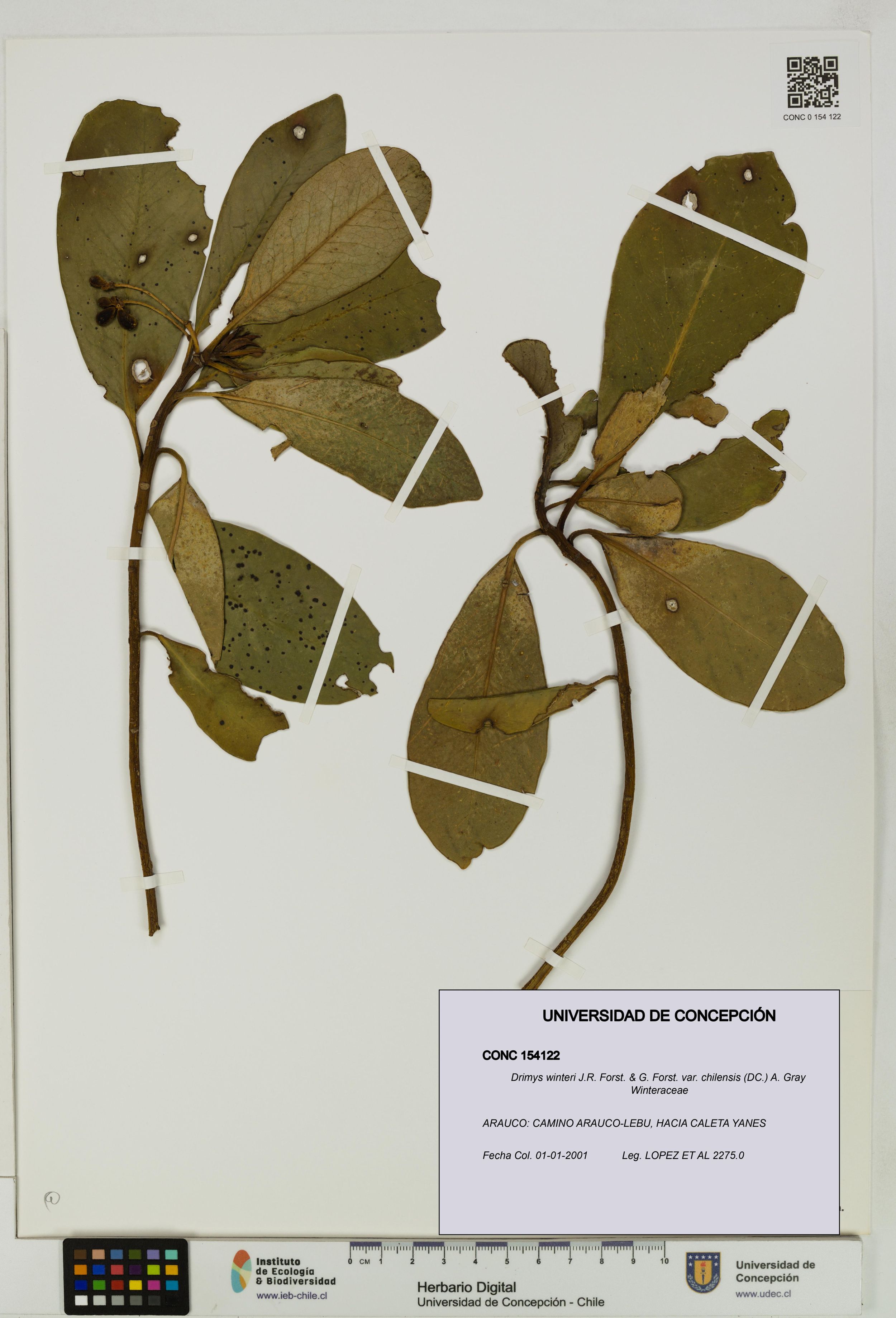 Drimys winteri var. chilensis [Espécimen: ]