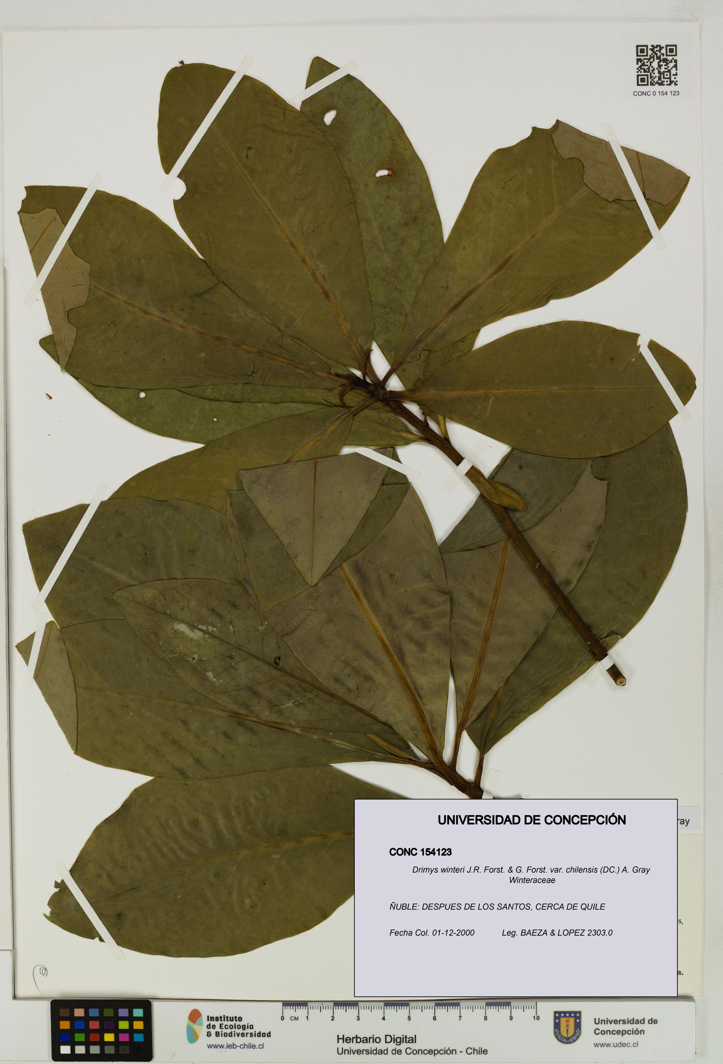 Drimys winteri var. chilensis [Espécimen: ]