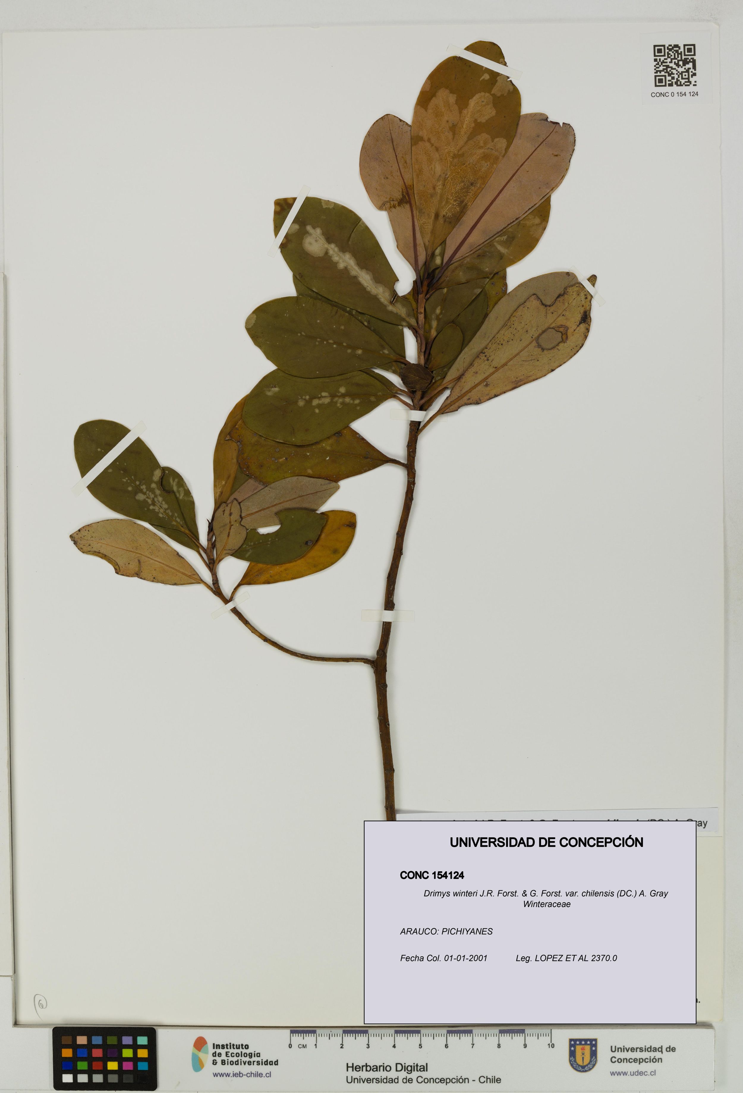 Drimys winteri var. chilensis [Espécimen: ]