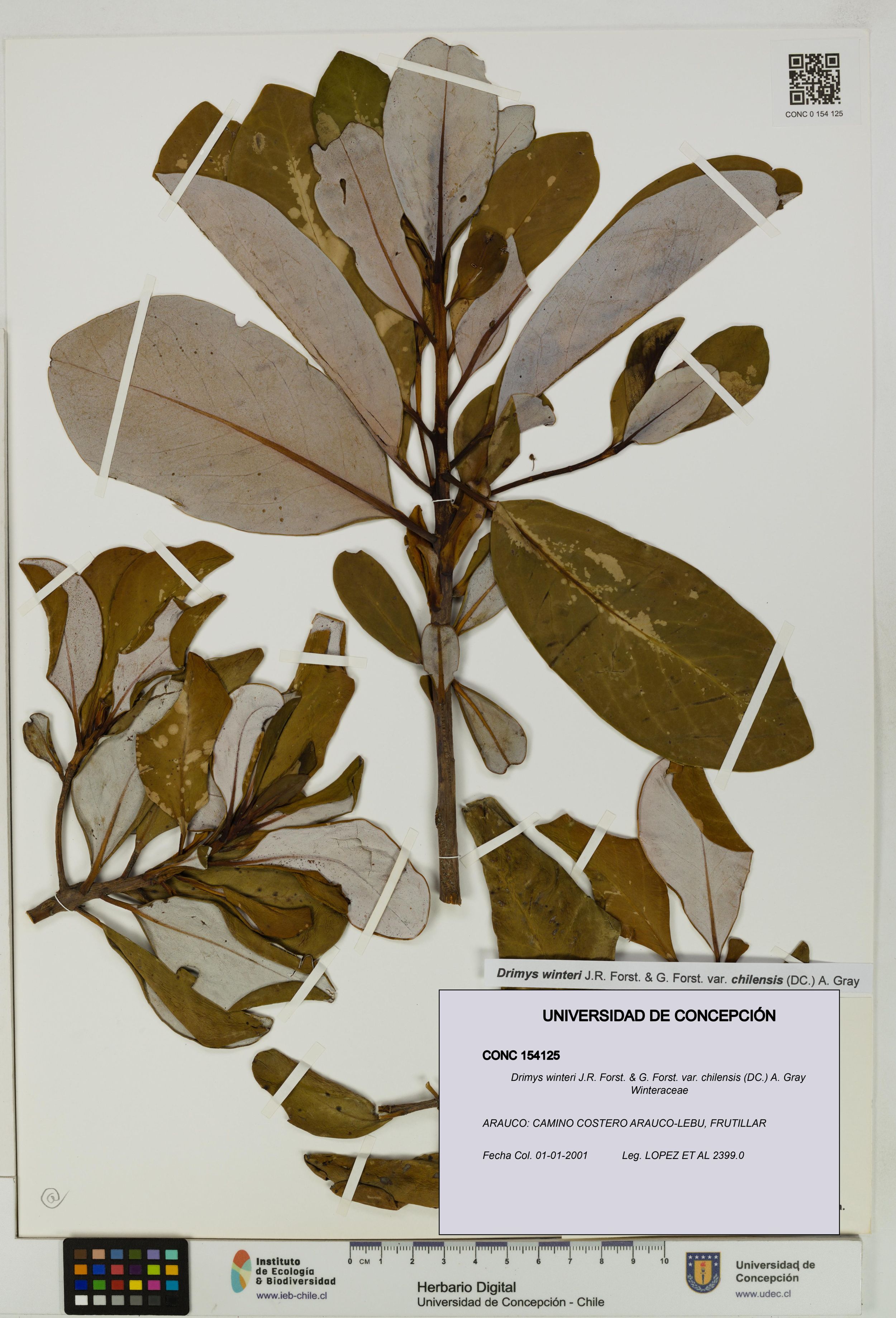 Drimys winteri var. chilensis [Espécimen: ]