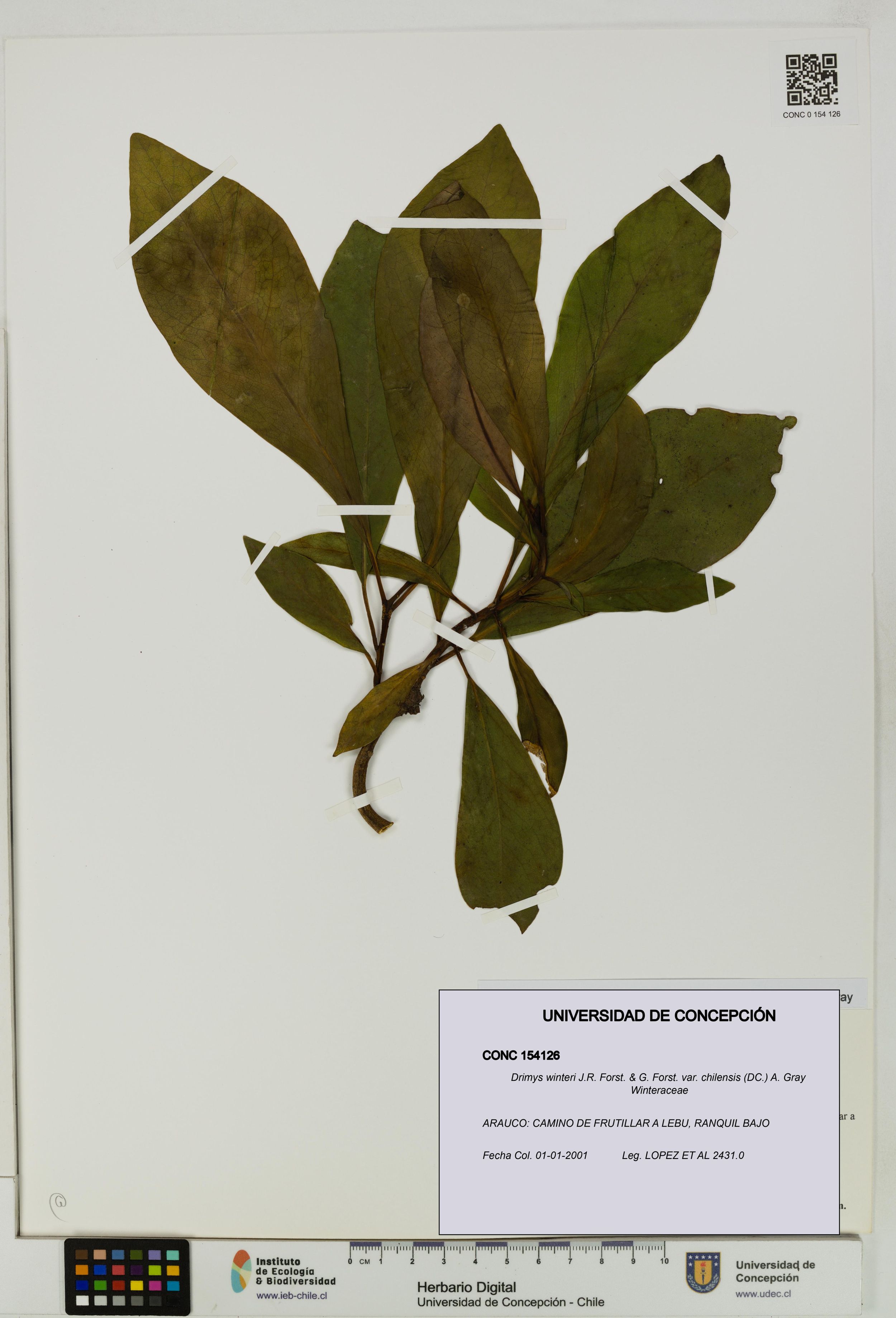 Drimys winteri var. chilensis [Espécimen: ]
